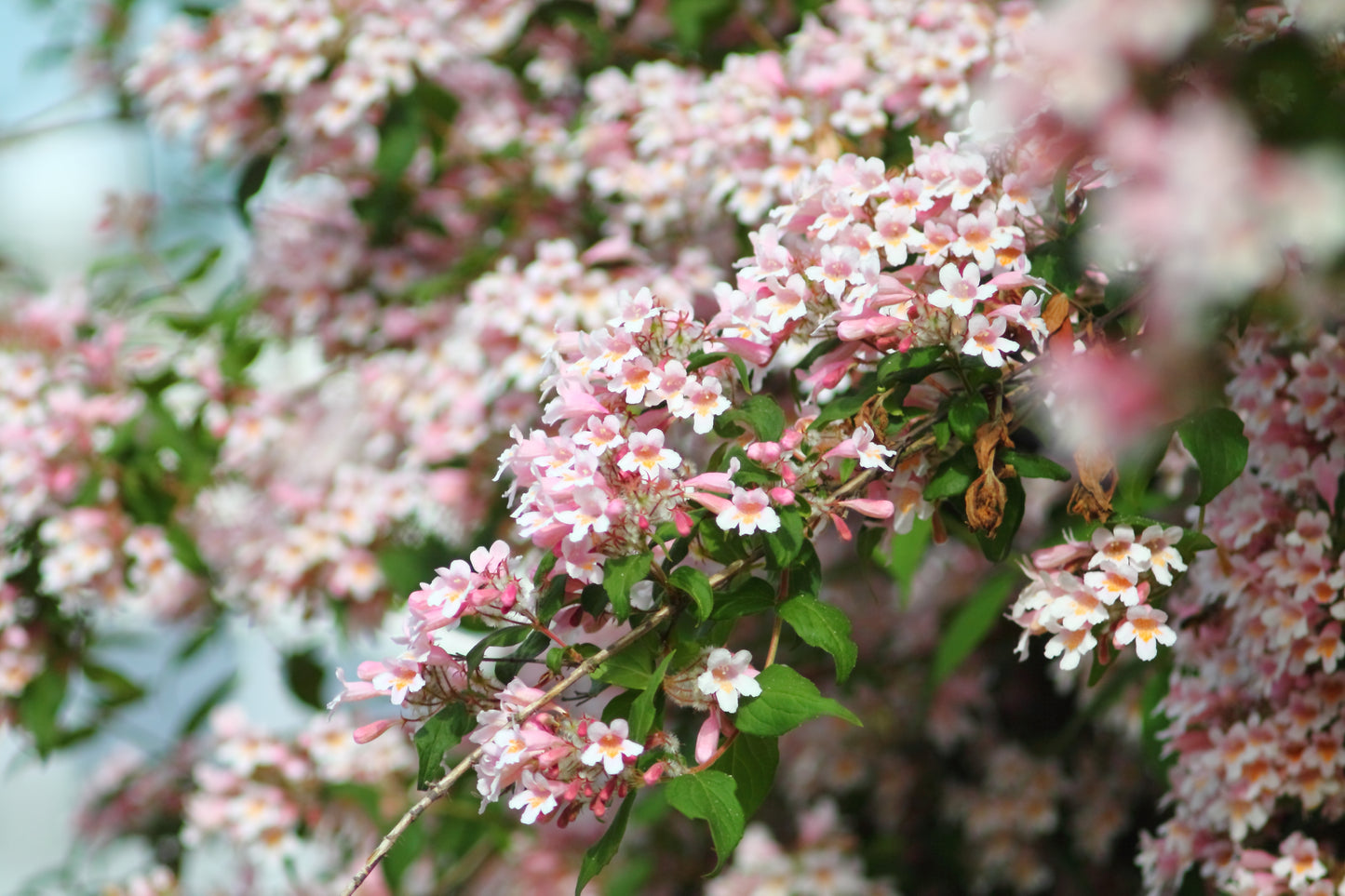 10 BEAUTY BUSH SHRUB Beautybush Kolkwitzia Amabilis Pink & White Flower Red Berry Seeds