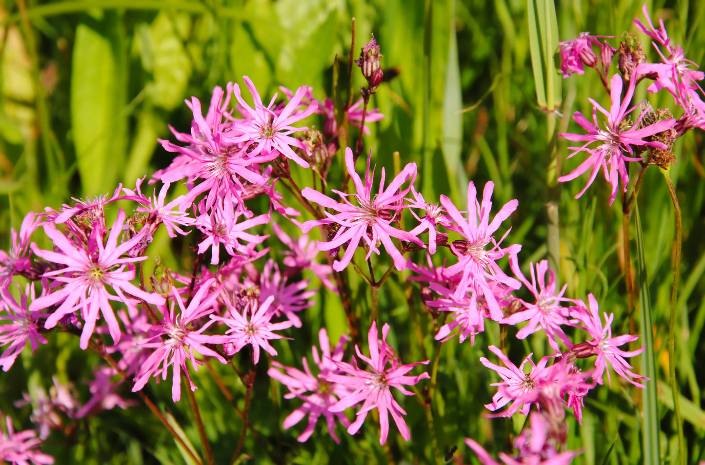 100 RAGGED ROBIN Pink Purplish Lychnis Flos Cuculi Flower Seeds