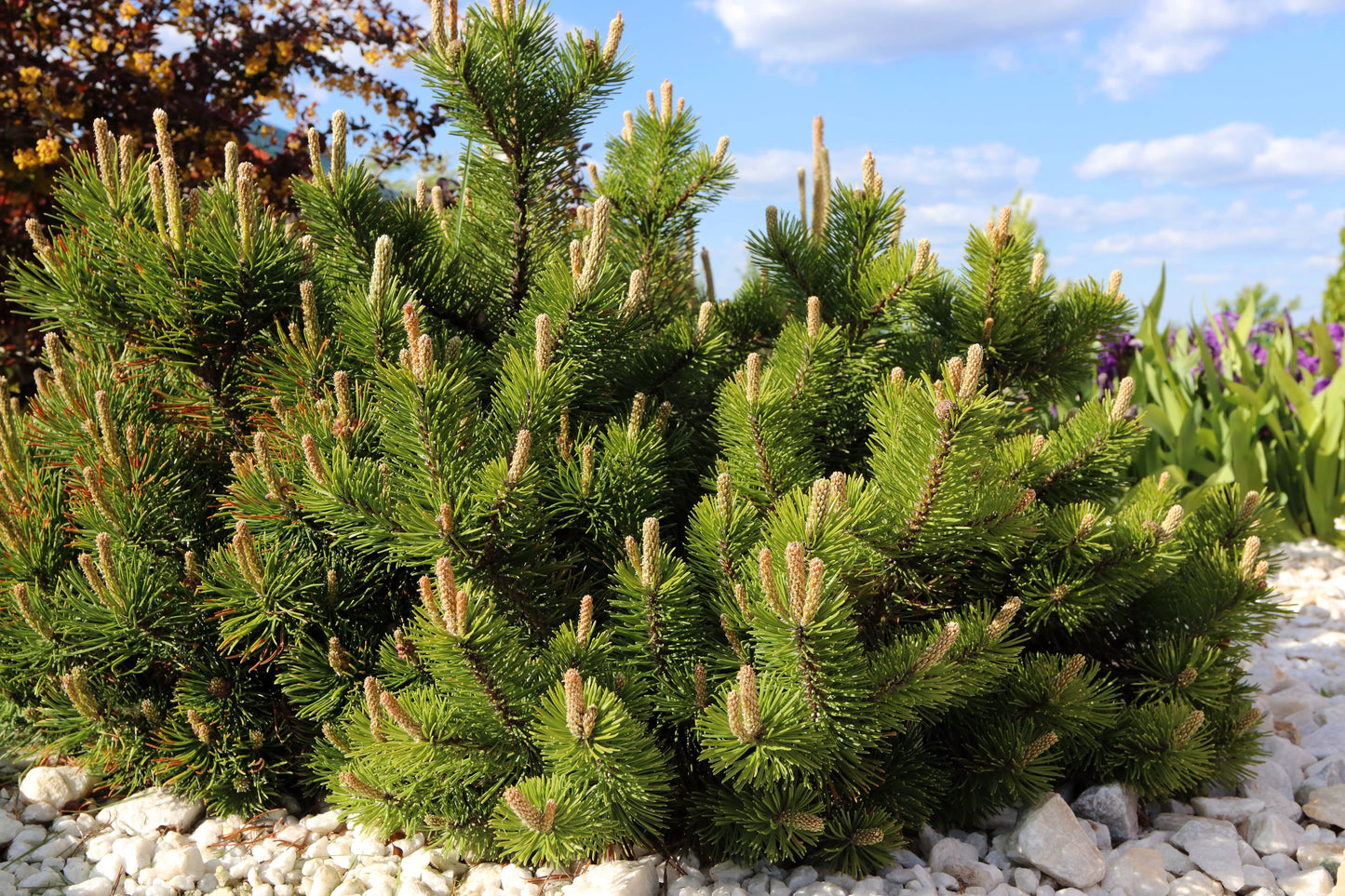 25 MUGO PINE Dwarf Evergreen Pinus Pumilio Shrub Seeds