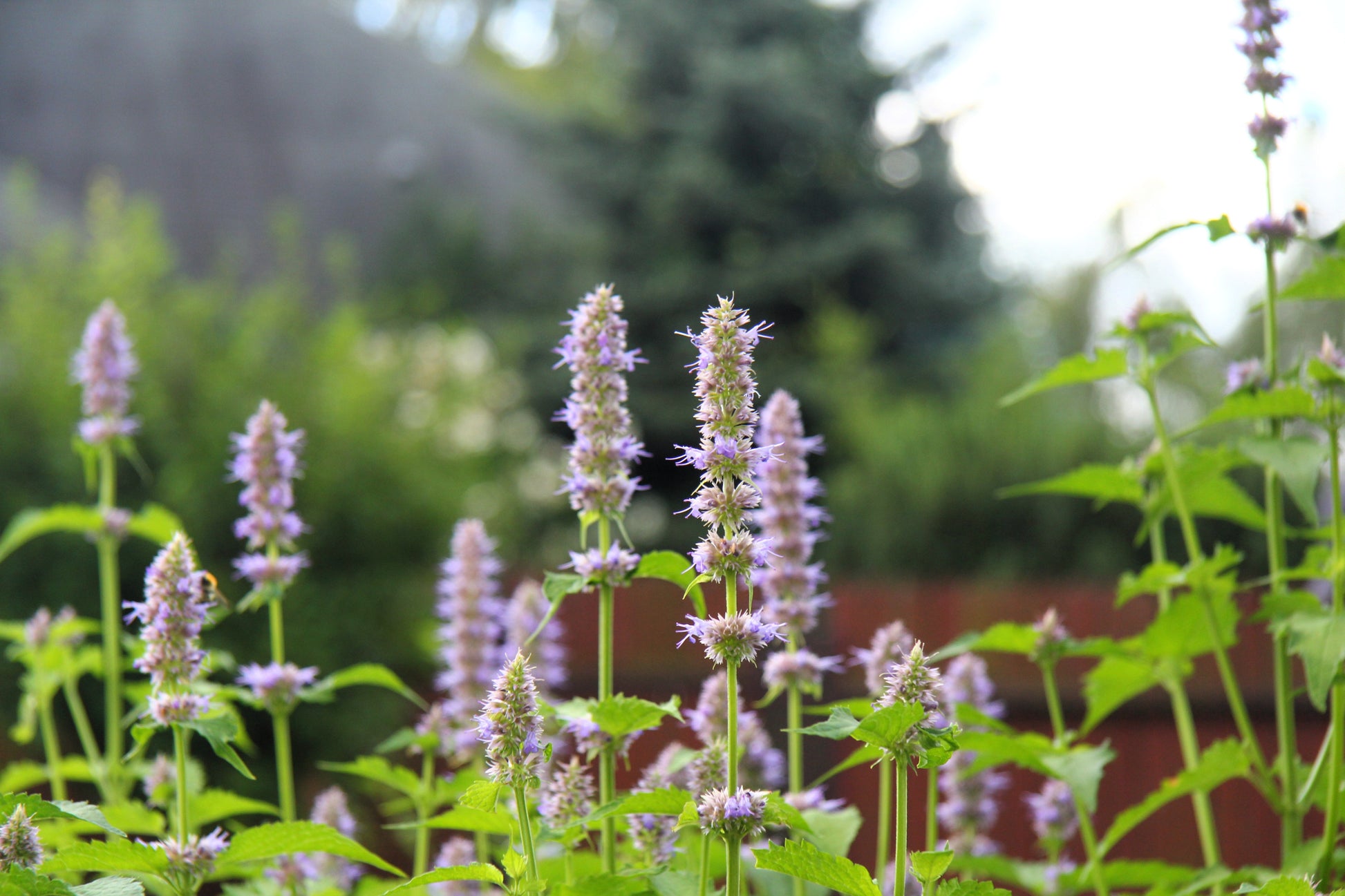 patchouli plant seeds 5 TRUE PATCHOULI SHRUB Fragrant Patchouly Pogostemon Cablin Herb Seeds
