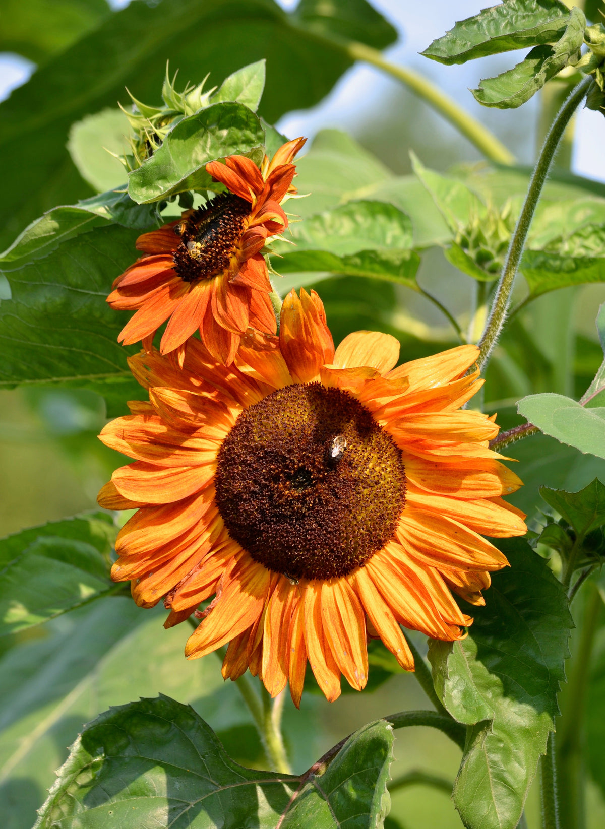 100 Mixed EVENING COLORS SUNFLOWER Helianthus Annuus Orange Red Gold Flower Seeds