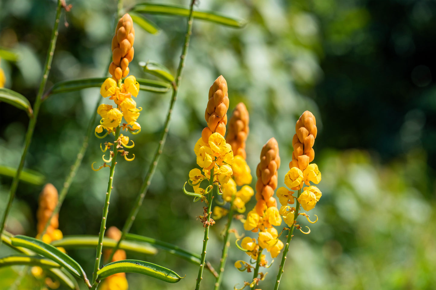 35 CANDLE BUSH Cassia Alata Senna Emperor's Candletree Empress Candlebush Candelabra Golden Ringworm Shrub Yellow Orange Flower Seeds