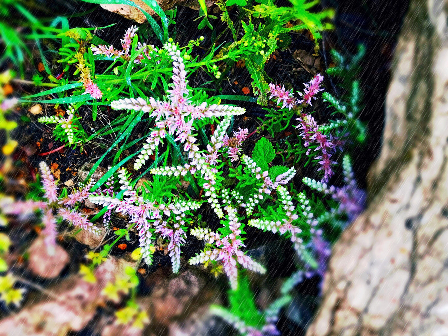 50 SEASTAR / WIDOWS Cross SEDUM Sea Star Stonecrop Sedum Pulchellum Flower Seeds