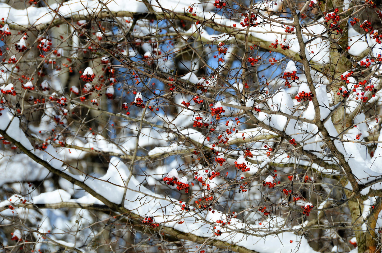 50 WASHINGTON HAWTHORN Crataegus Phaenopyrum Mayflower Shrub Tree Edible Fruit & White Flowers Seeds