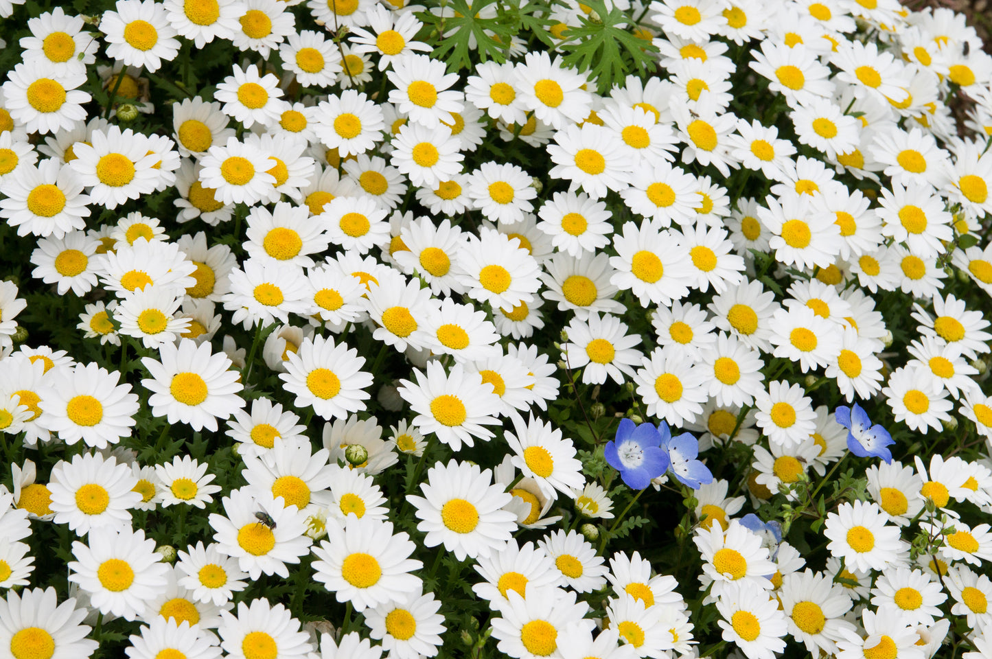 2000 OX EYE DAISY Marguerite Chrysanthemum Leucanthemum White Flower Seeds