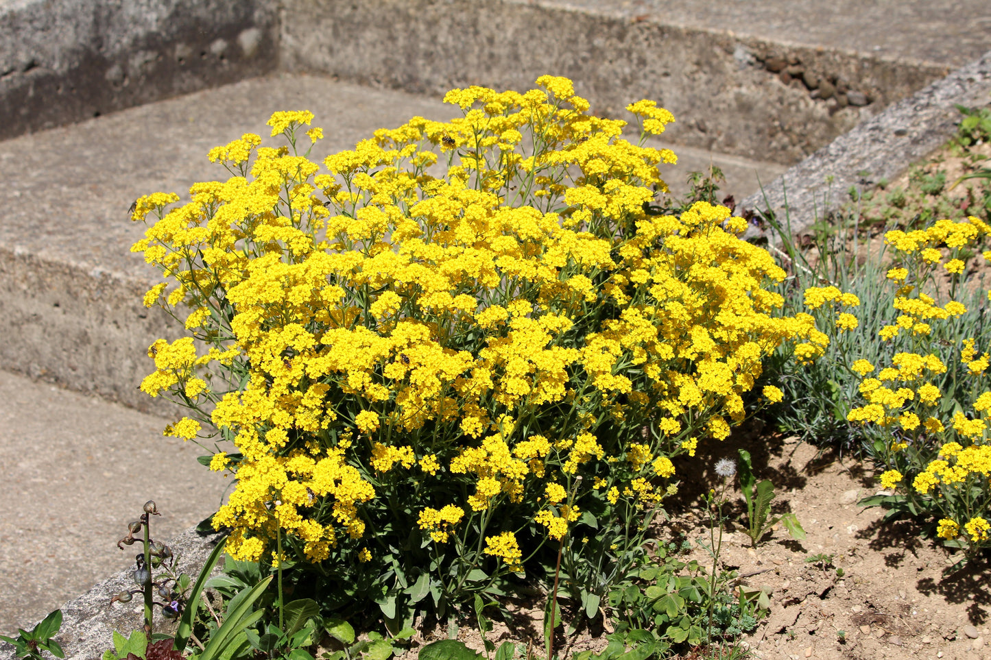 1000 GOLDEN TUFT ALYSSUM Basket of Gold Aurinia Saxatilis Yellow Flower Seeds