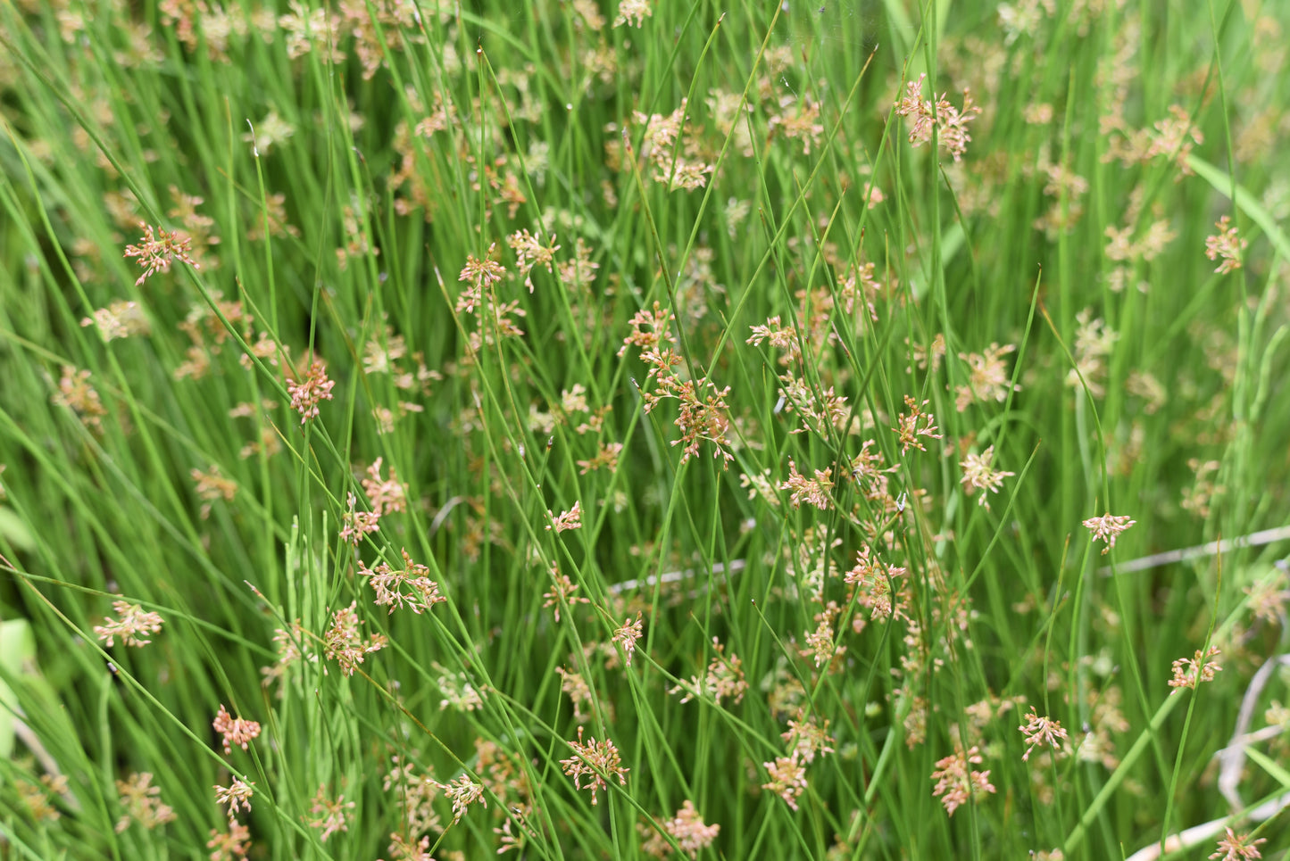 1000 SOFT RUSH (Common Rush) Juncus Effusus Ornamental Grass Seeds