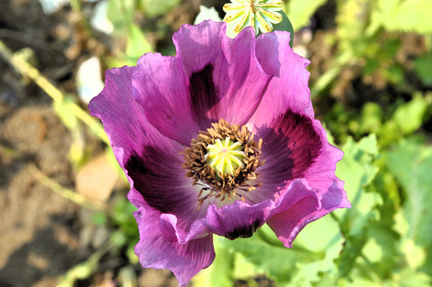 400 PERSIAN BLUE POPPY Papaver Somniferum Flower Seeds