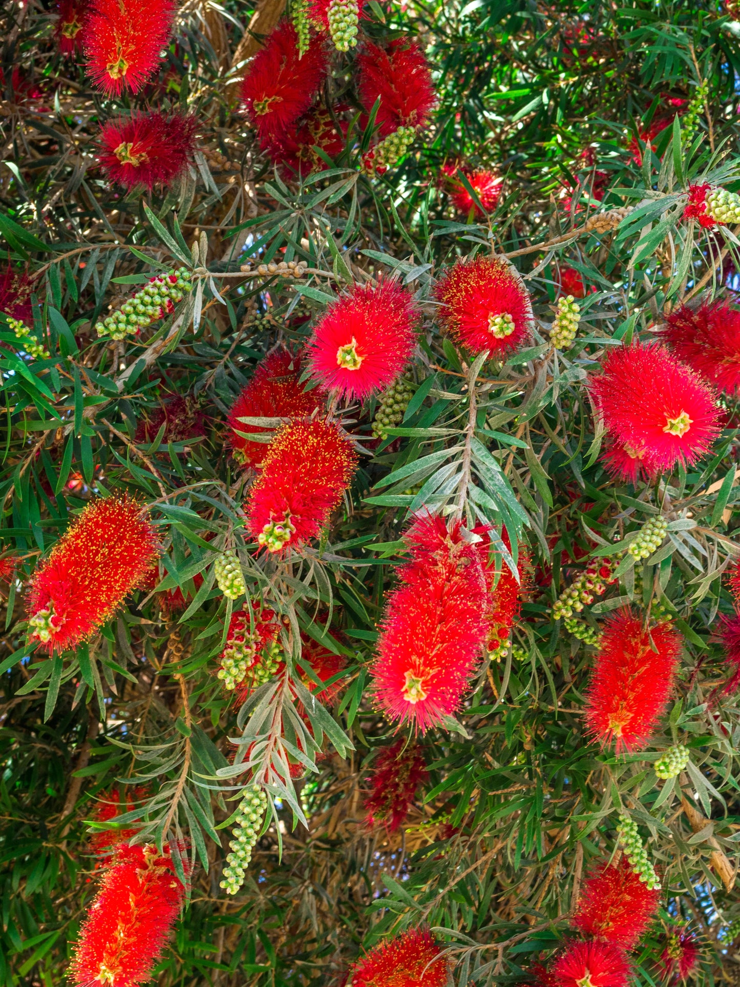 40 CRIMSON BOTTLEBRUSH Callistemon Citrinus Flowering Shrub Bush Small Tree Seeds