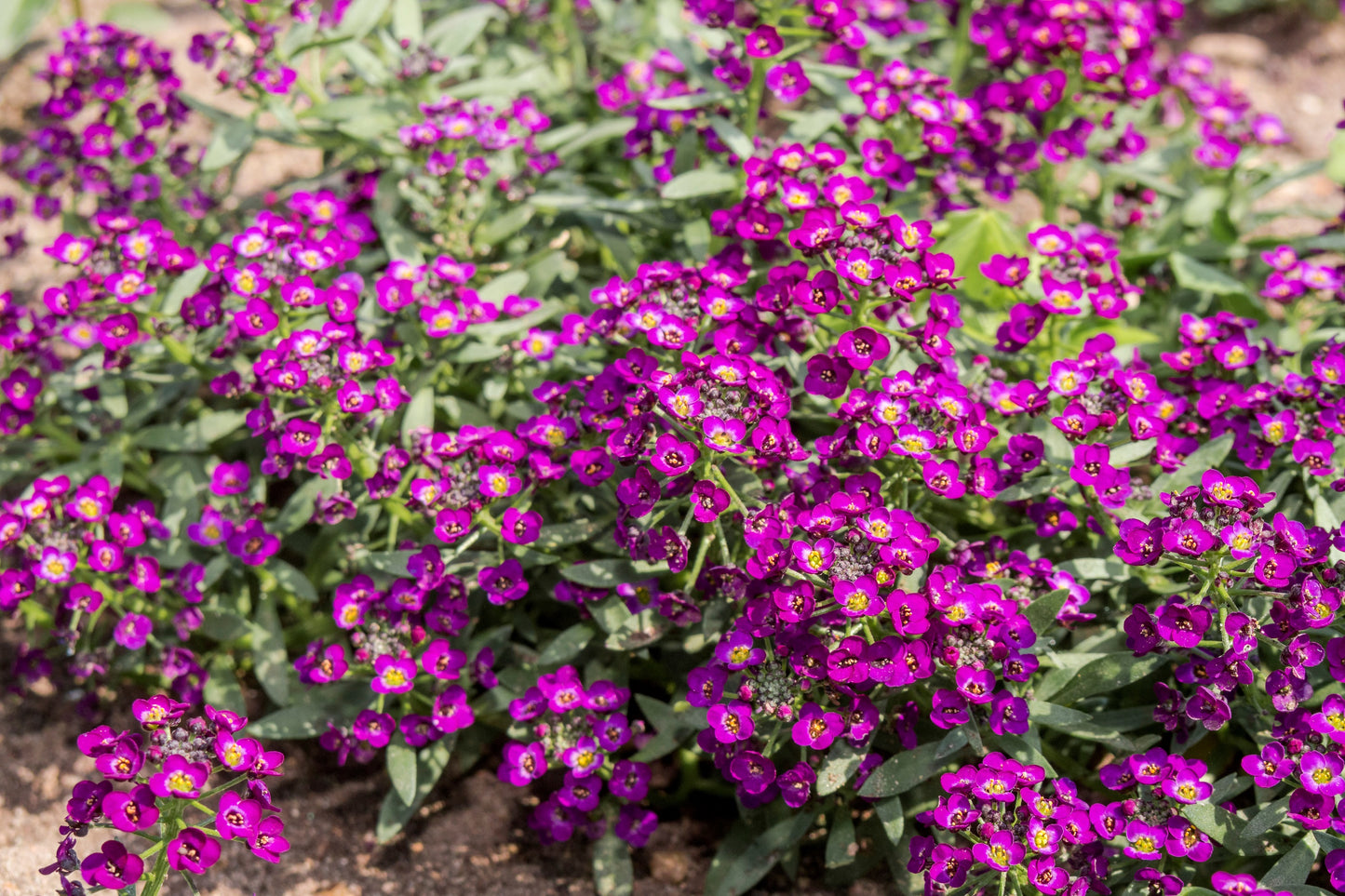 100 EASTER BONNET ALYSSUM Lobularia Maritima Bright Violet Purple Flower Seeds