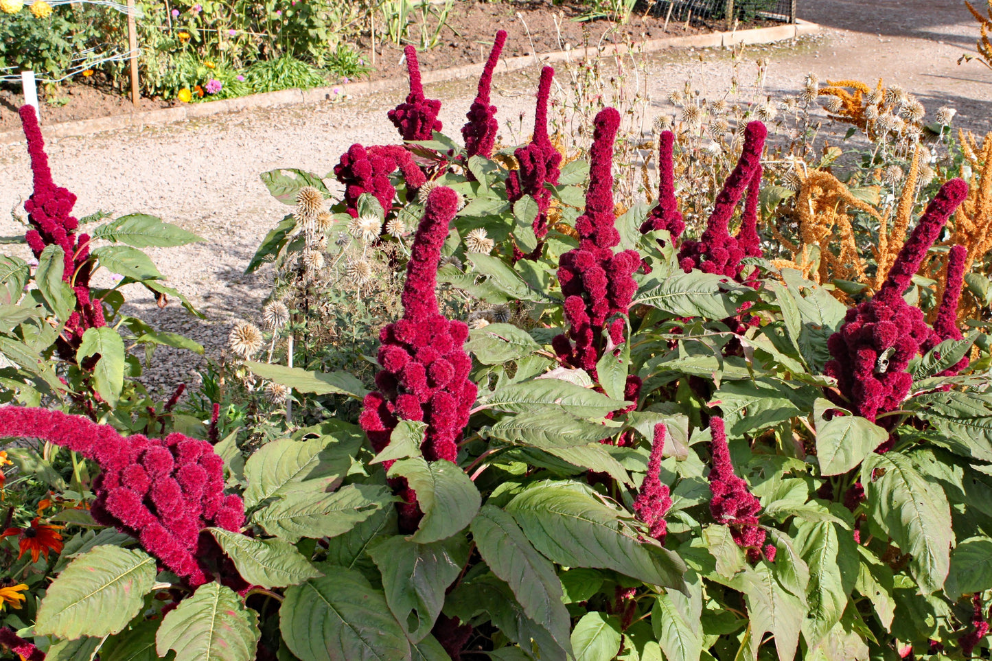 100 Organic ELEPHANT HEAD AMARANTHUS Amaranthus Gangeticus Burgundy Red Flower Seeds