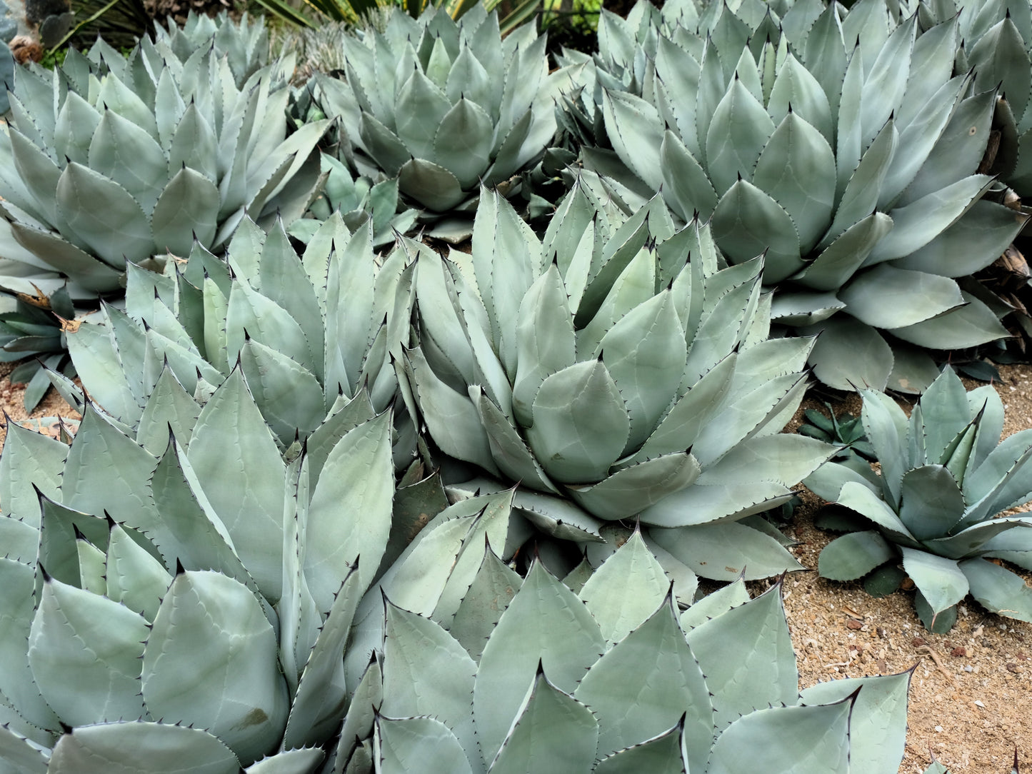 5  ARTICHOKE AGAVE Parry's Huachuca Agave Parryi Huachucensis Century Plant Succulent Cactus Seeds