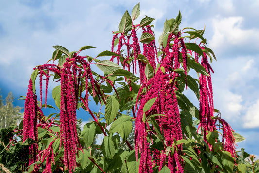 500 LOVE LIES BLEEDING Amaranthus Caudatus (Kiss Me Over The Garden Gate) Flower Seeds