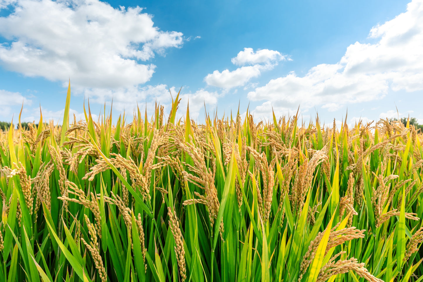 white rice seeds for planting 100 Long Grain BROWN WHITE RICE Oryza Sativa Vegetable Seeds – Seedville USA