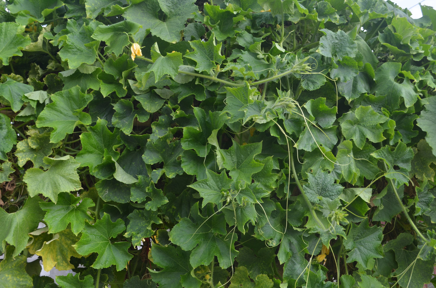 50 BANANA MELON Fruit Cucumis Melo Seeds