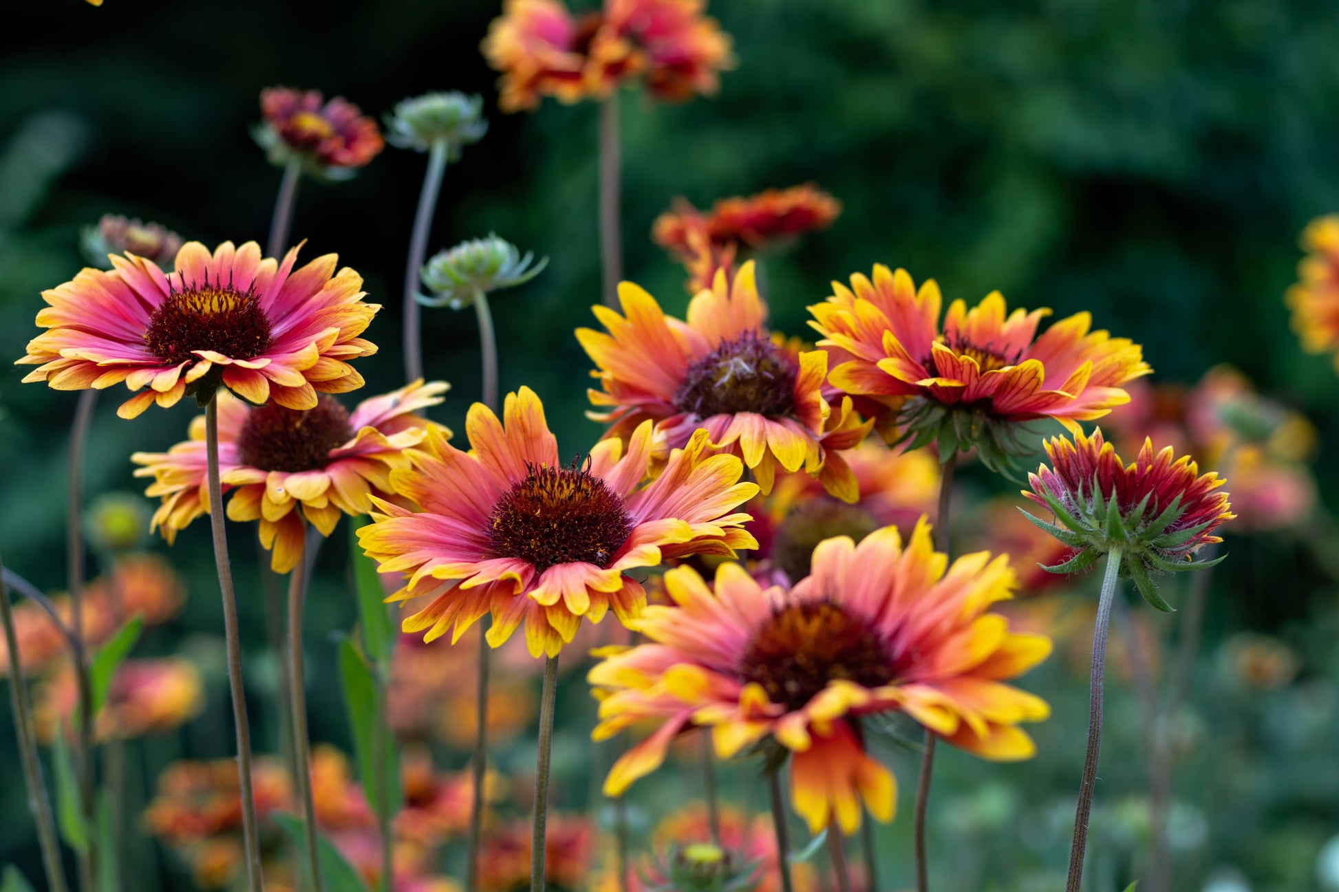 indian seeds and plants in usa 100 ARIZONA SUN GAILLARDIA Pulchella Indian Blanket Flower Seeds