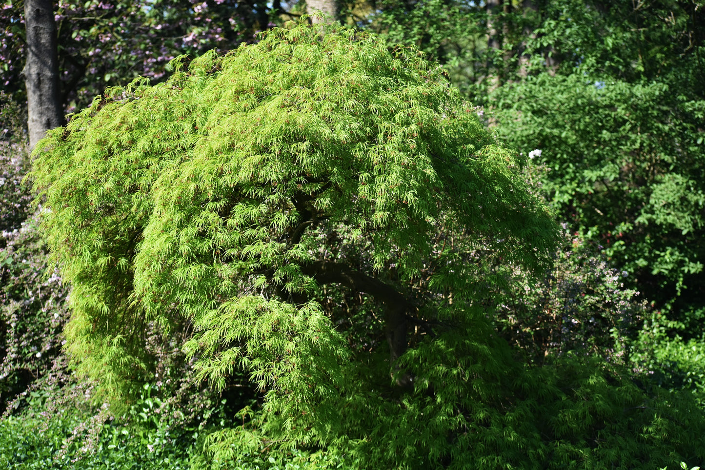 10 Upright GREEN LACELEAF MAPLE Japanese Seiryu Acer Palmatum Dissectum Viridis Tree Seeds