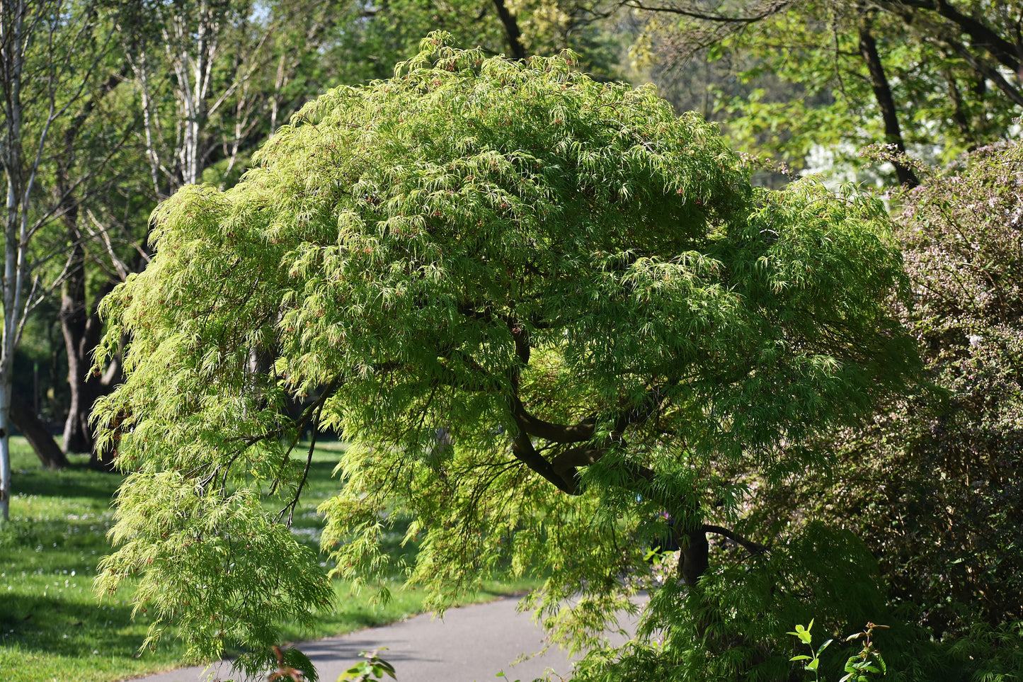 10 Upright GREEN LACELEAF MAPLE Japanese Seiryu Acer Palmatum Dissectum Viridis Tree Seeds