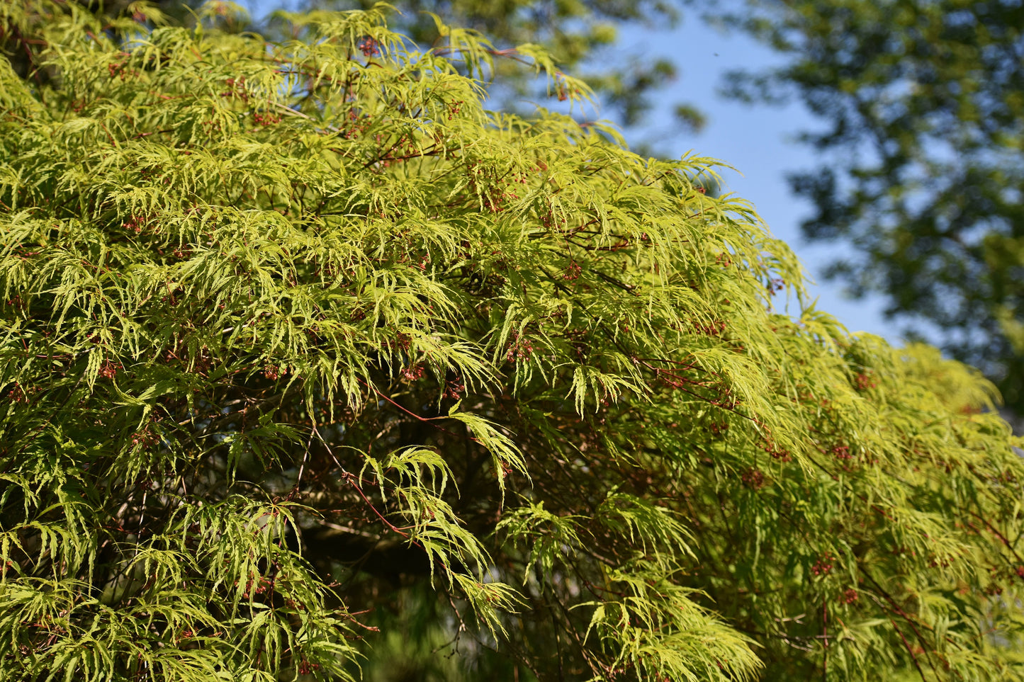 10 Upright GREEN LACELEAF MAPLE Japanese Seiryu Acer Palmatum Dissectum Viridis Tree Seeds