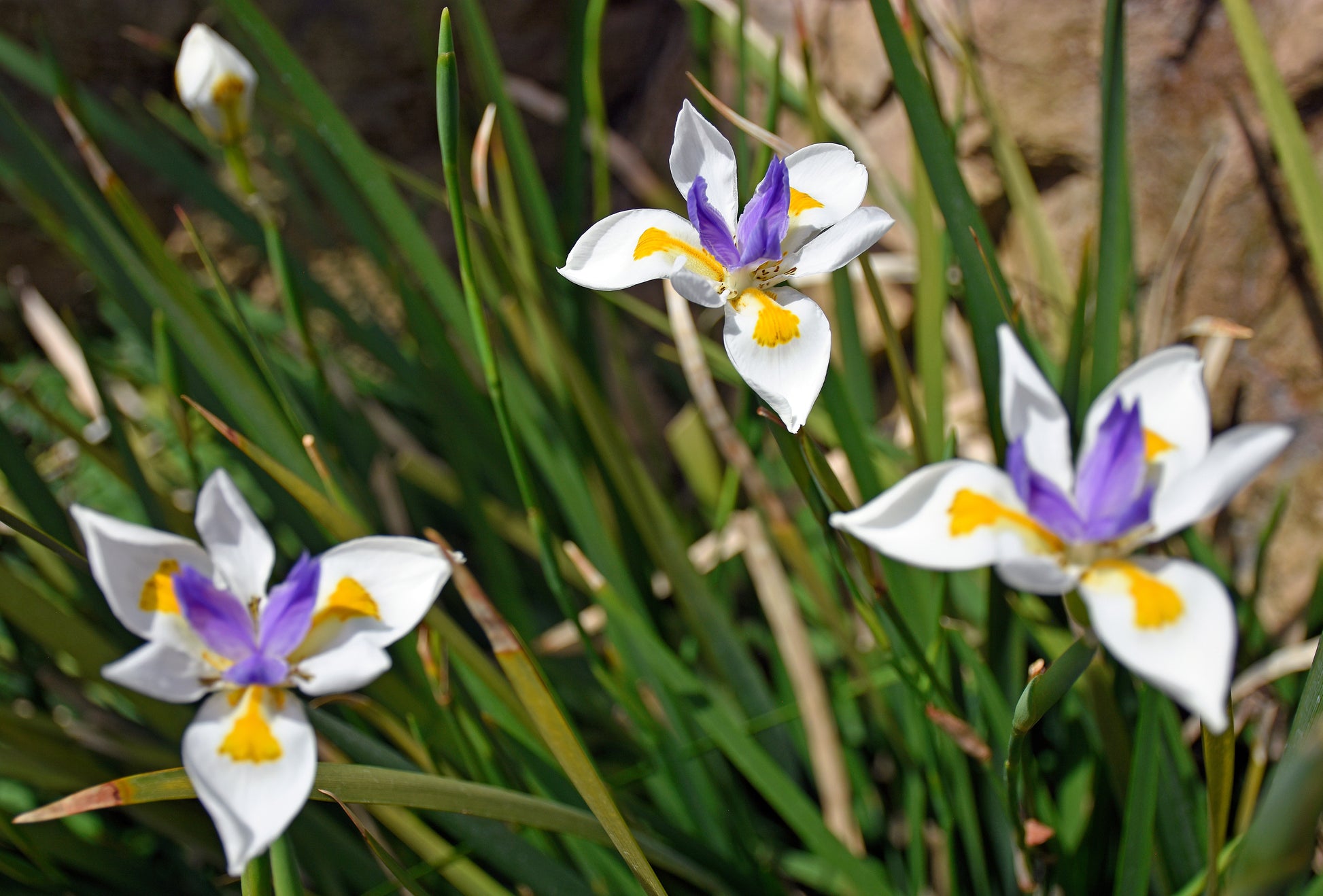 white fortnight lily 25 WHITE AFRICAN IRIS Fortnight Lily Dietes Iridioides Vegeta aka Cape or Butterfly Iris Yellow Purple Flower Seeds