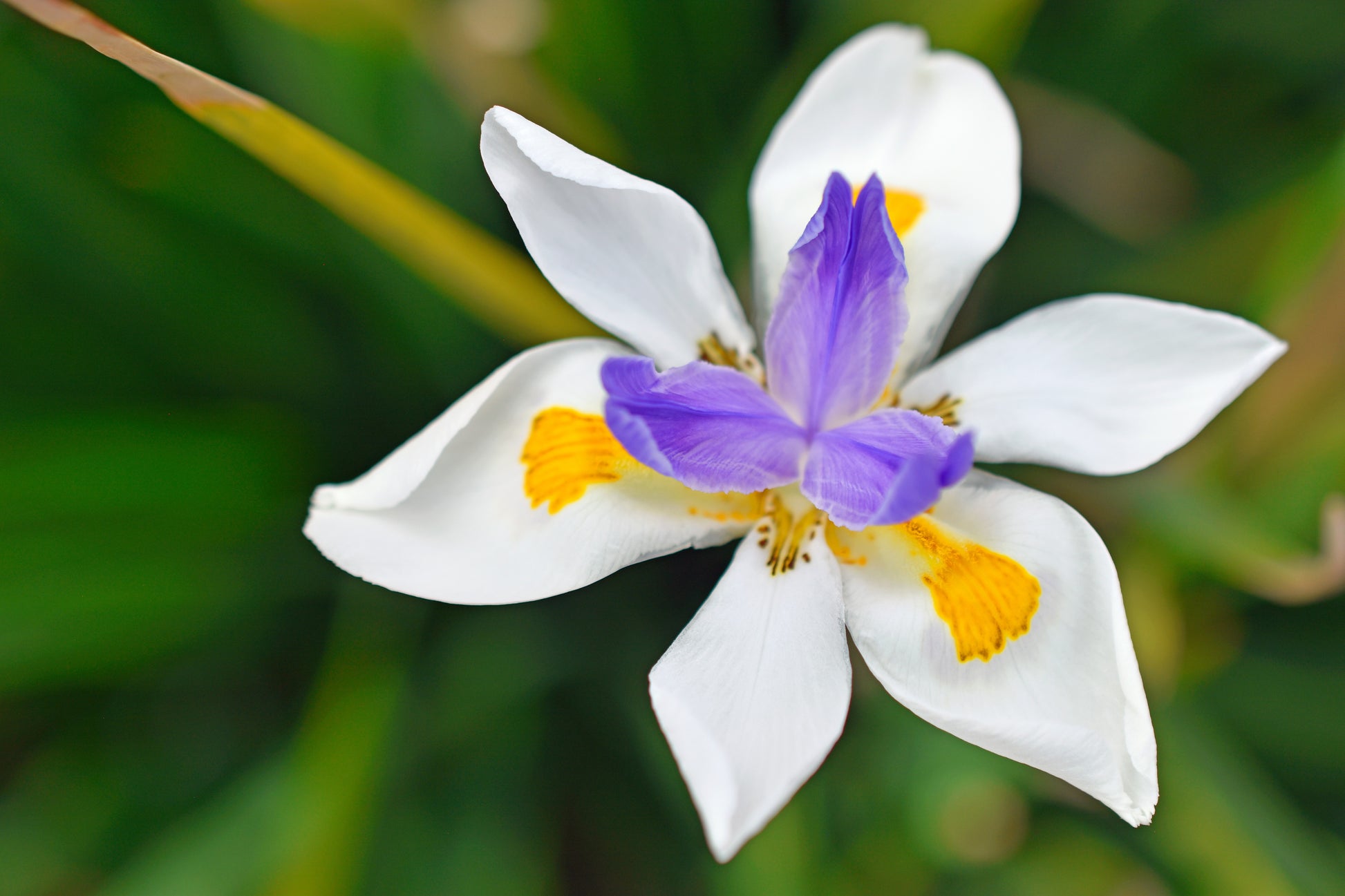 lunar lily white african violet 25 WHITE AFRICAN IRIS Fortnight Lily Dietes Iridioides Vegeta aka Cape – Seedville USA