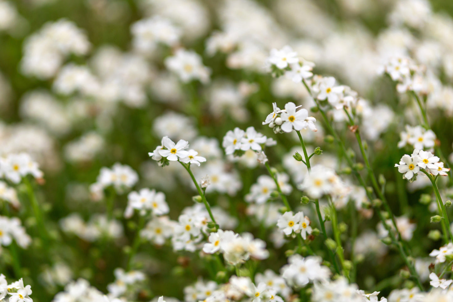 100 Victoria WHITE FORGET Me NOT Myosotis Alpestris Shade or Sun Flower Seeds