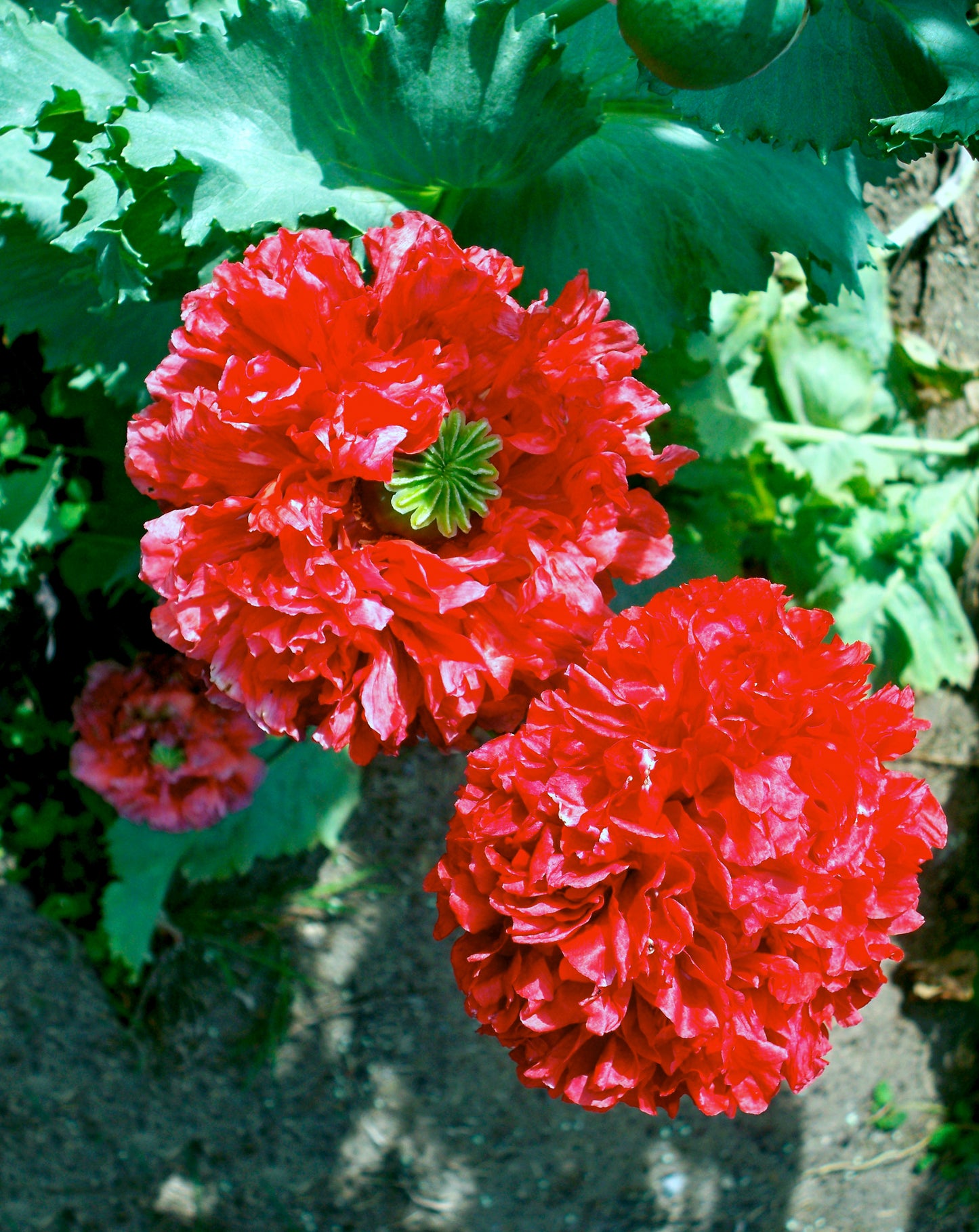 250 Organic PEONY POPPY MIX Papaver Paeoniflorum Mixed Colors Red, White, Pink, Black, Purple, Salmon, Bronze, Lilac, & Bicolor Flower Seeds