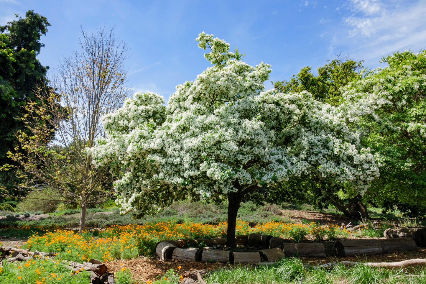 3 FRINGE TREE Chionanthus Virginicus Old Man's Beard White Flower Seeds