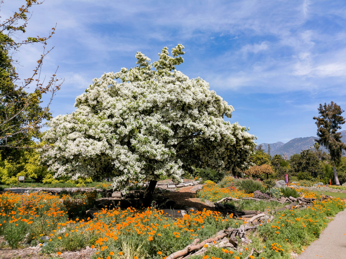 3 FRINGE TREE Chionanthus Virginicus Old Man's Beard White Flower Seeds