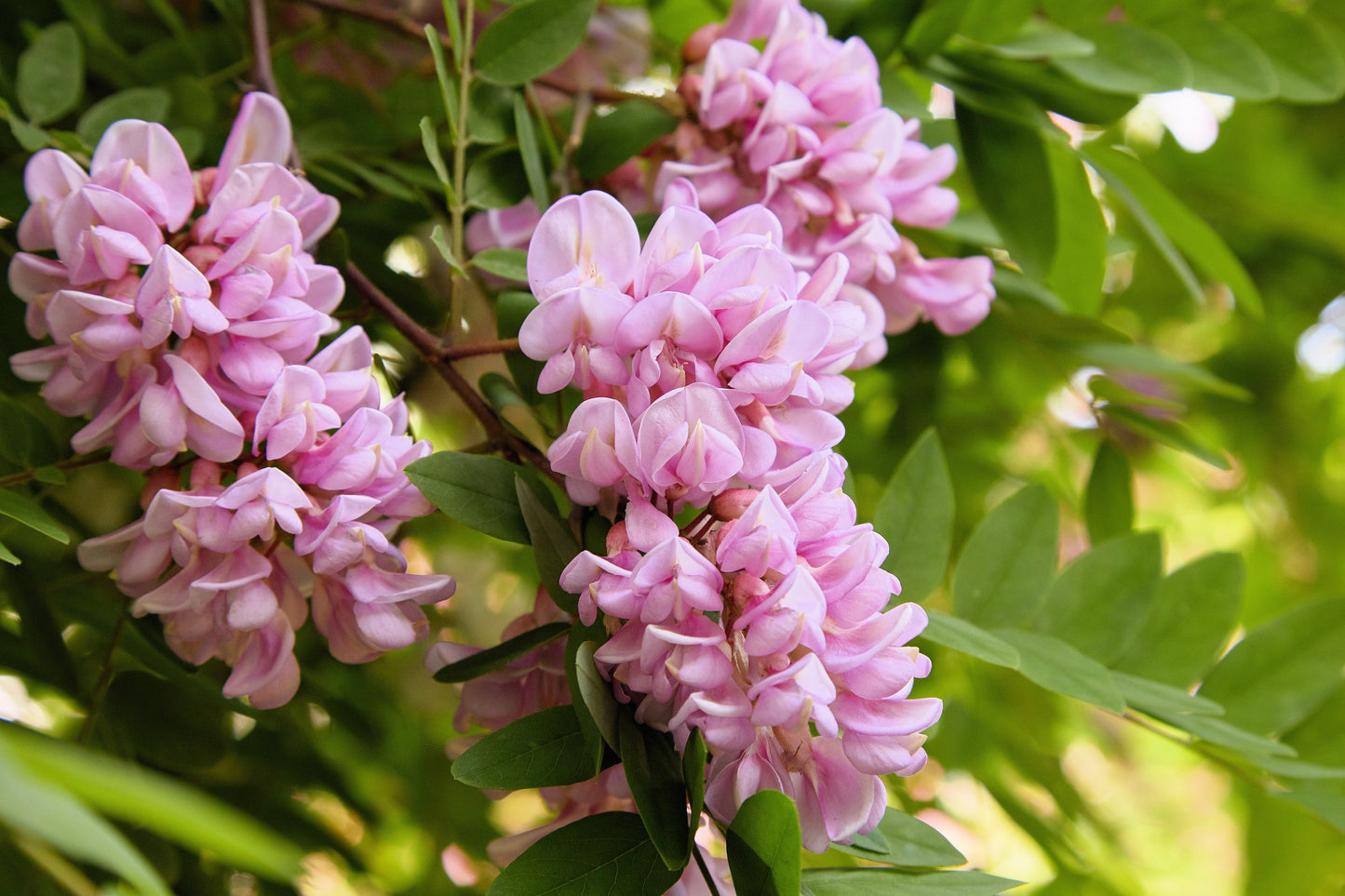 15 ROSE LOCUST / Pink ACACIA Flower Robinia Hispida Fertilis Tree Shrub Seeds