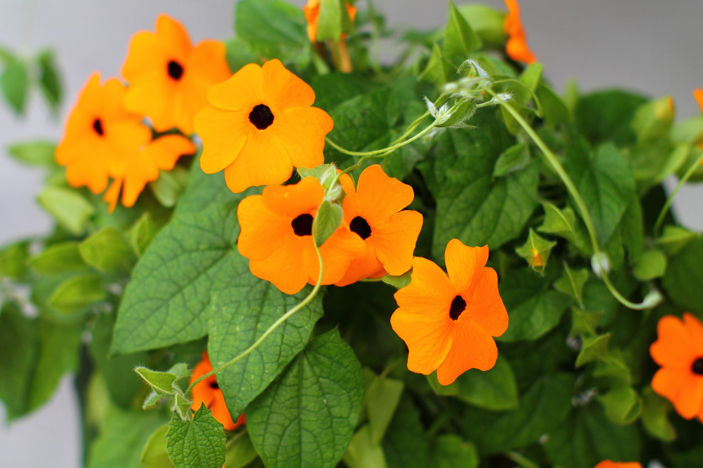 30 BLACK Eyed SUSAN VINE Thunbergia Alata Orange Yellow Black Flower Seeds