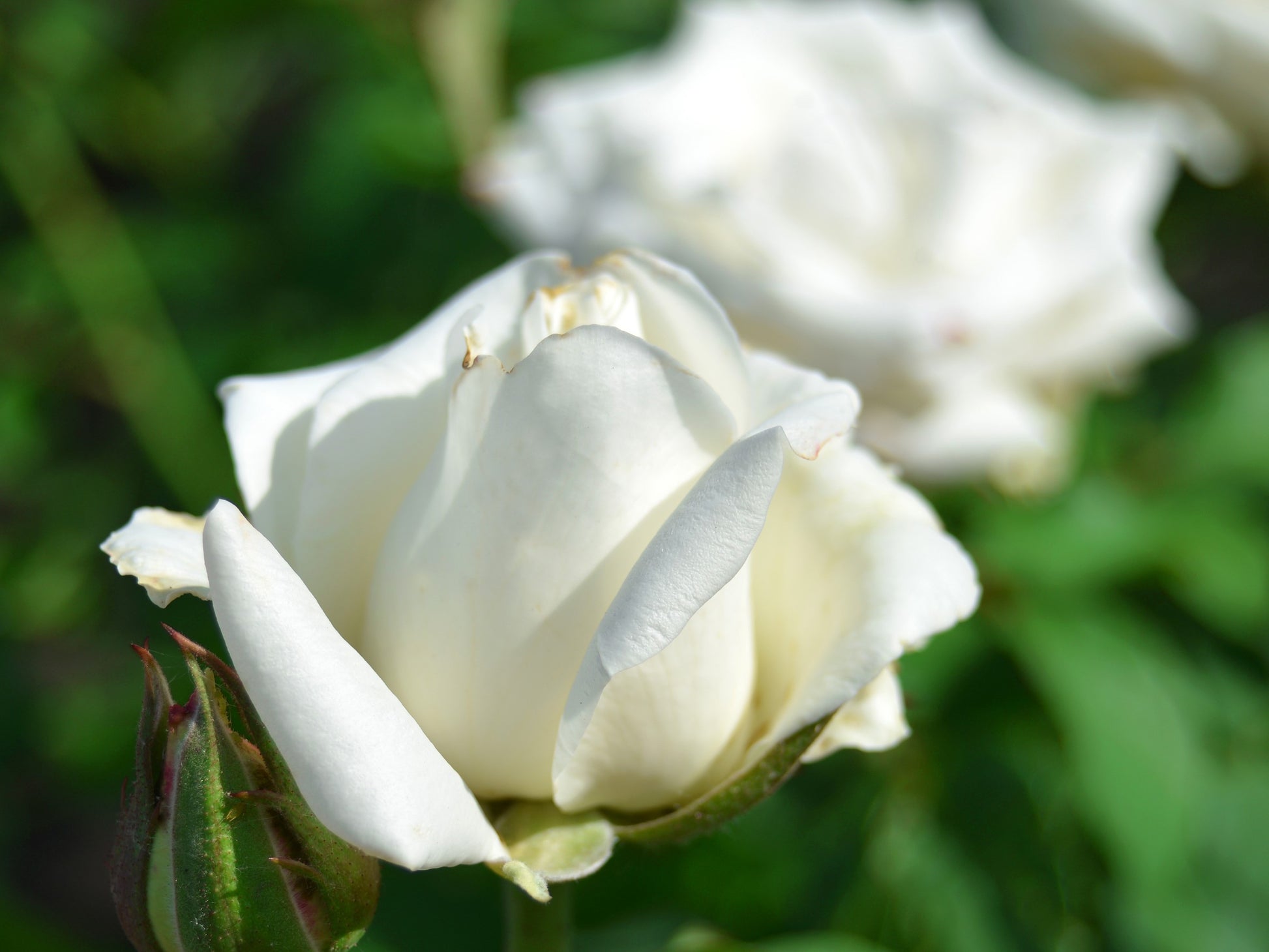white rose seeds price 5 WHITE ROSE Rosa Bush Shrub Perennial Flower Seeds
