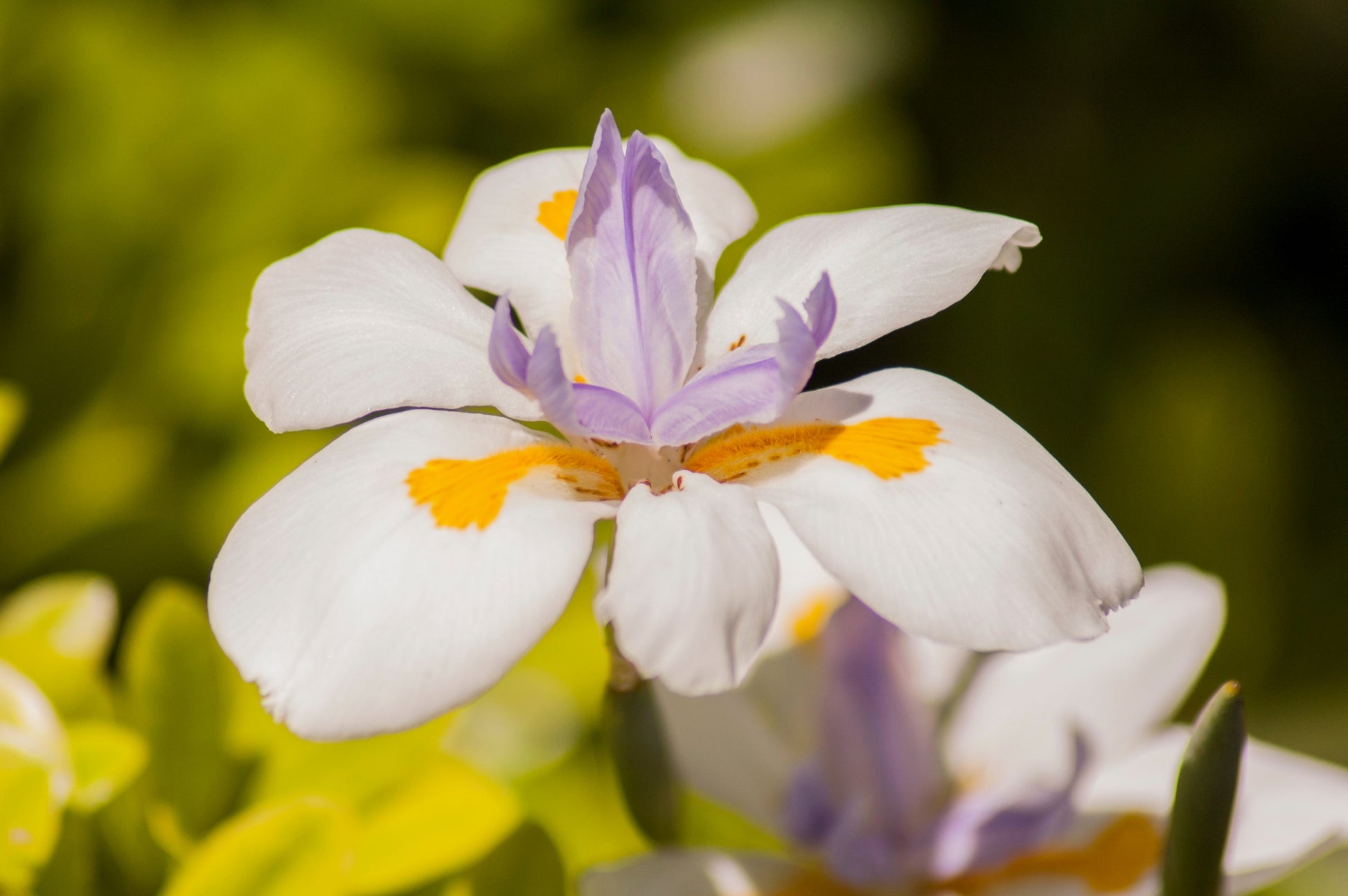 iris lily white 25 WHITE AFRICAN IRIS Fortnight Lily Dietes Iridioides Vegeta aka Cape or Butterfly Iris Yellow Purple Flower Seeds
