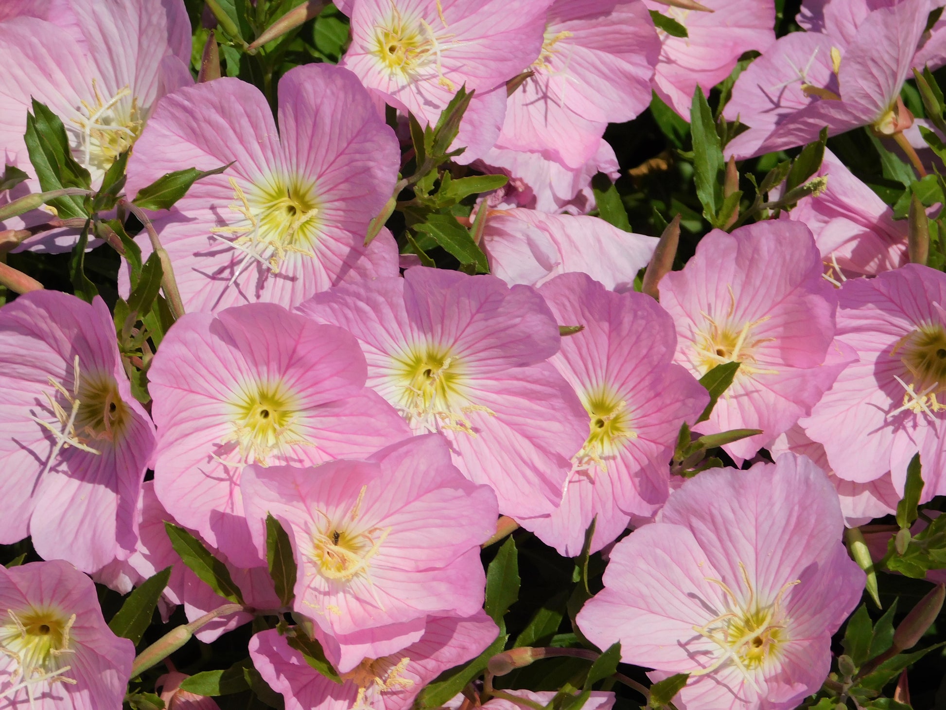 pink lady flower seeds 1000 Showy PINK EVENING PRIMROSE (Pink Ladies / Mexican Evening) Oenot – Seedville USA