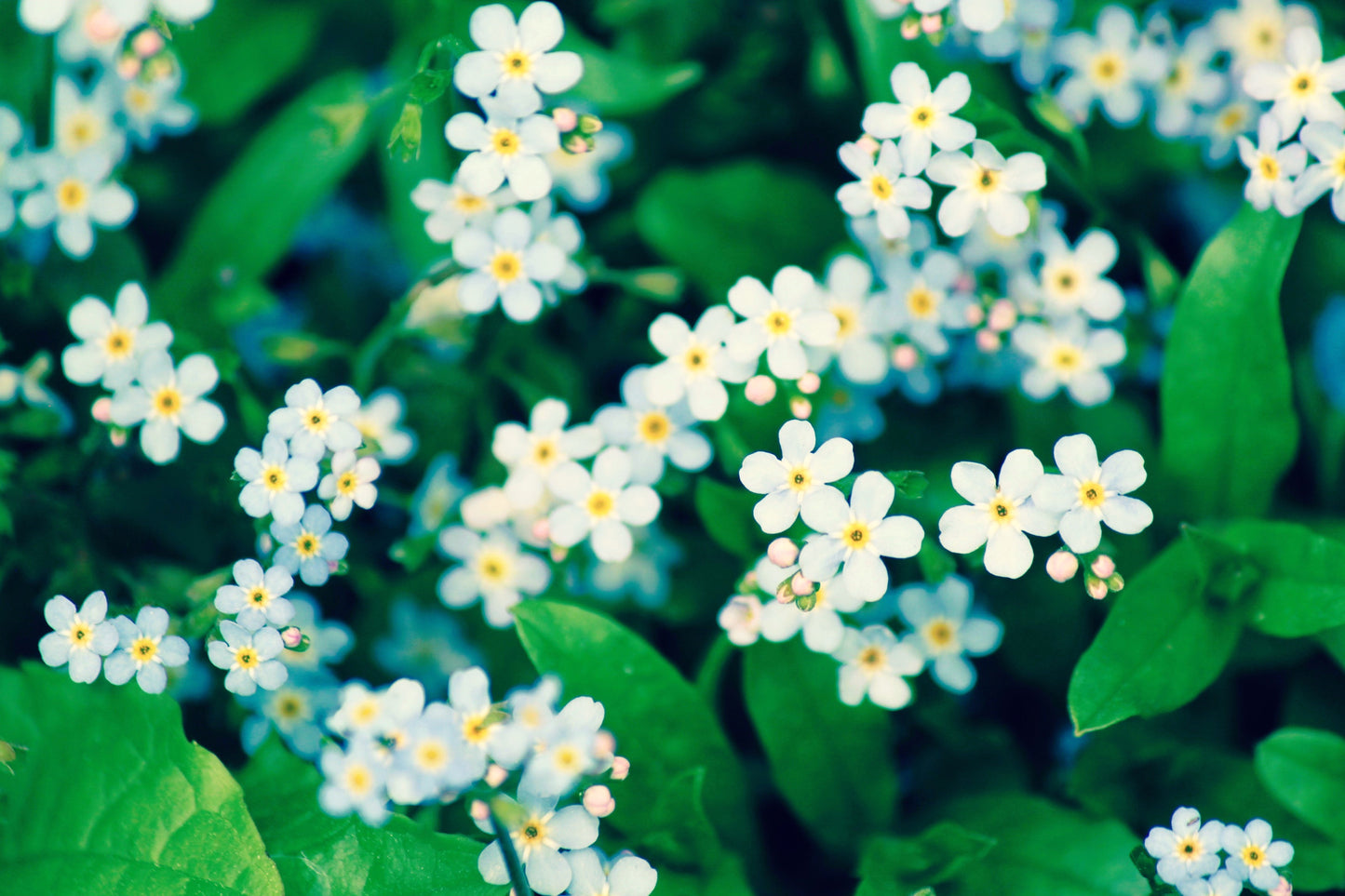 100 Victoria WHITE FORGET Me NOT Myosotis Alpestris Shade or Sun Flower Seeds