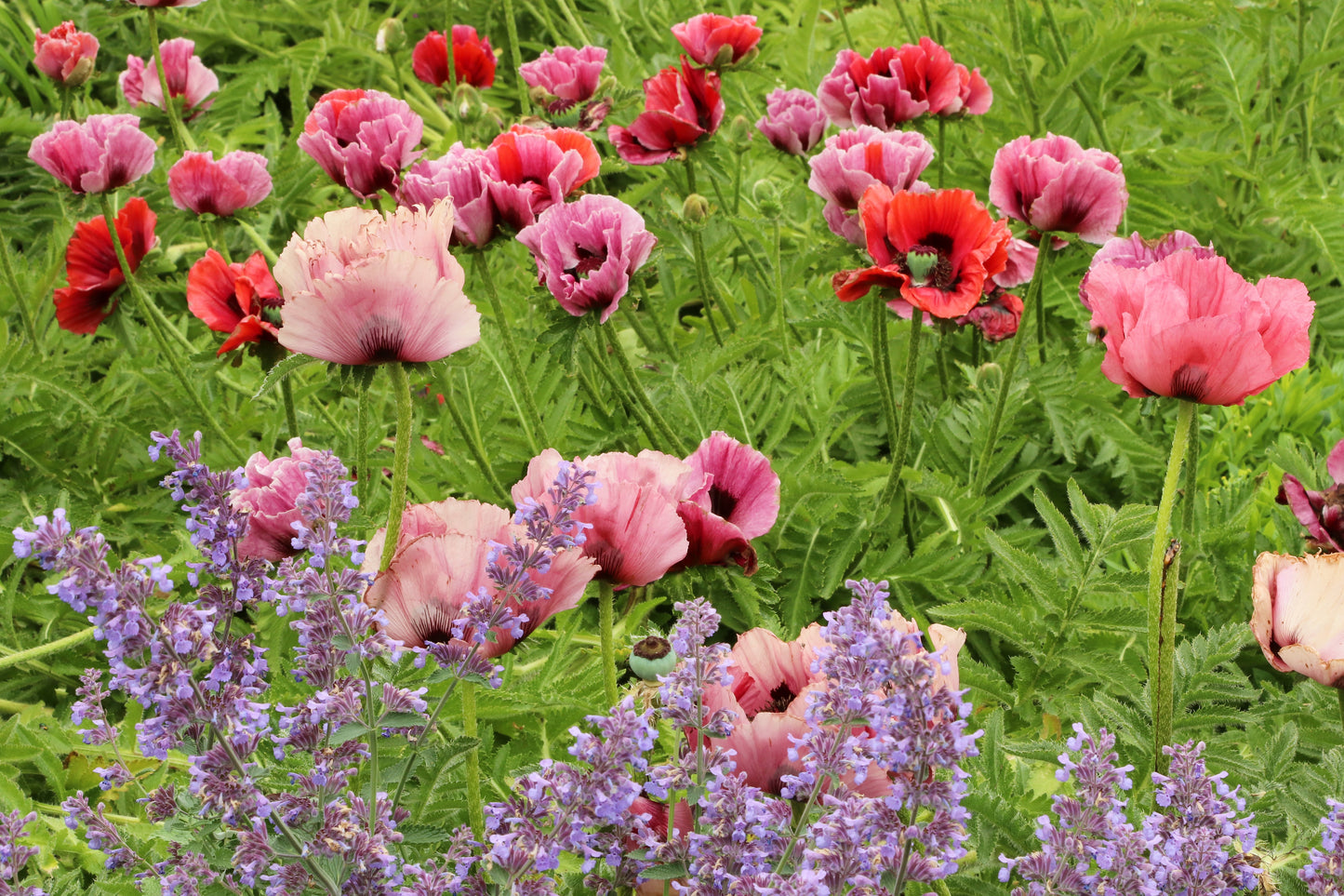 1000 MIXED Colors ORIENTAL POPPY Papaver Orientale Flower Seeds