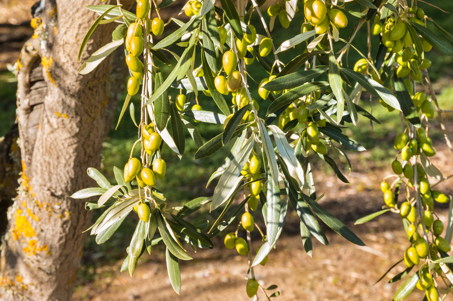 10 CANINO OLIVE TREE Olea Europaea Canino Edible European Common Green Black Fruit Seed