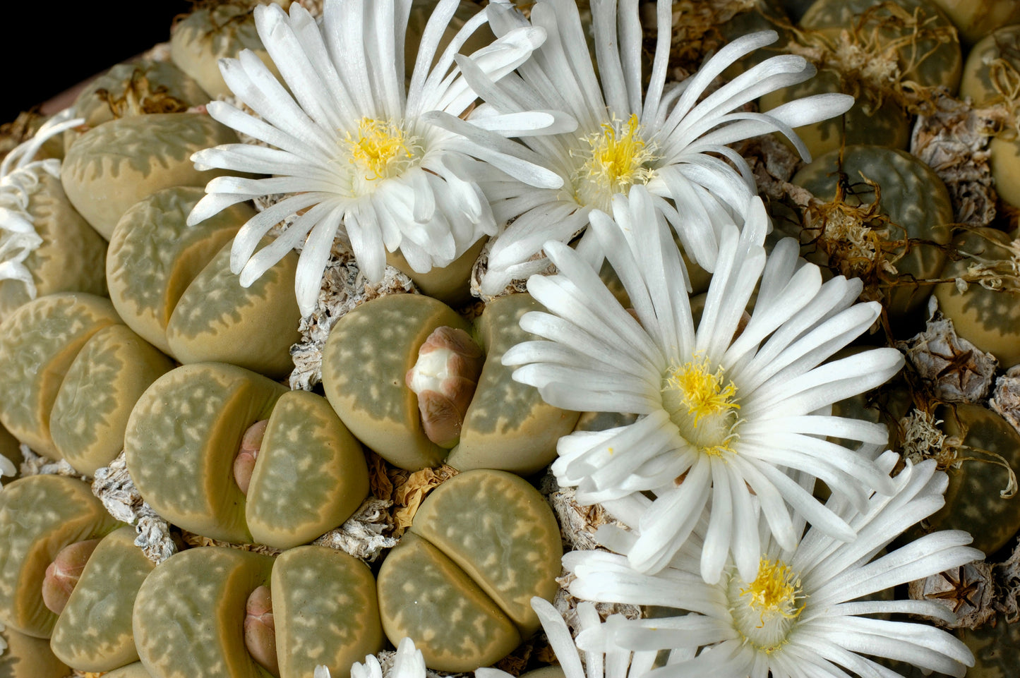 10 LIVING STONE / LITHOPS Mixed Colors Pebble Houseplant Flower Seeds