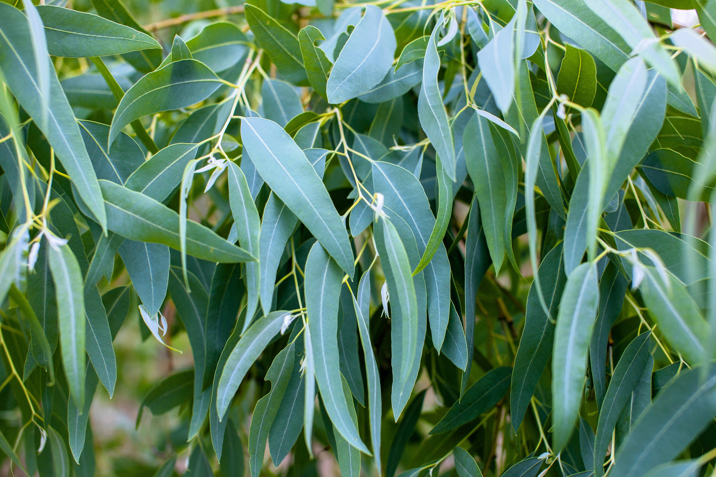 25 TASMANIAN Blue Gum TREE / EUCALYPTUS Globulus Flower Seeds