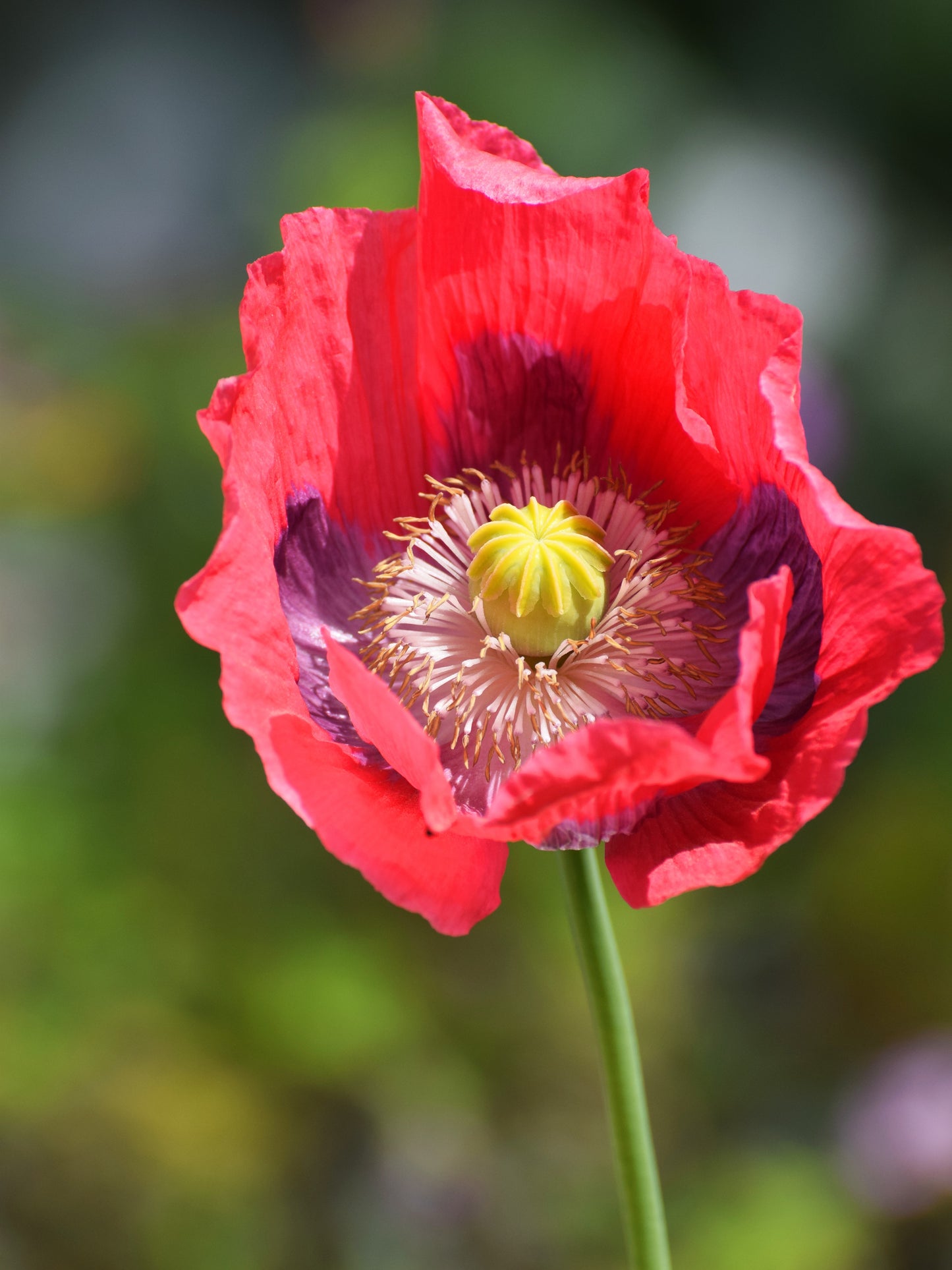100 HENS and CHICKS Poppy Hens & Chickens Breadseed Lettuce Leaf Papaver Somniferum Flower Seeds