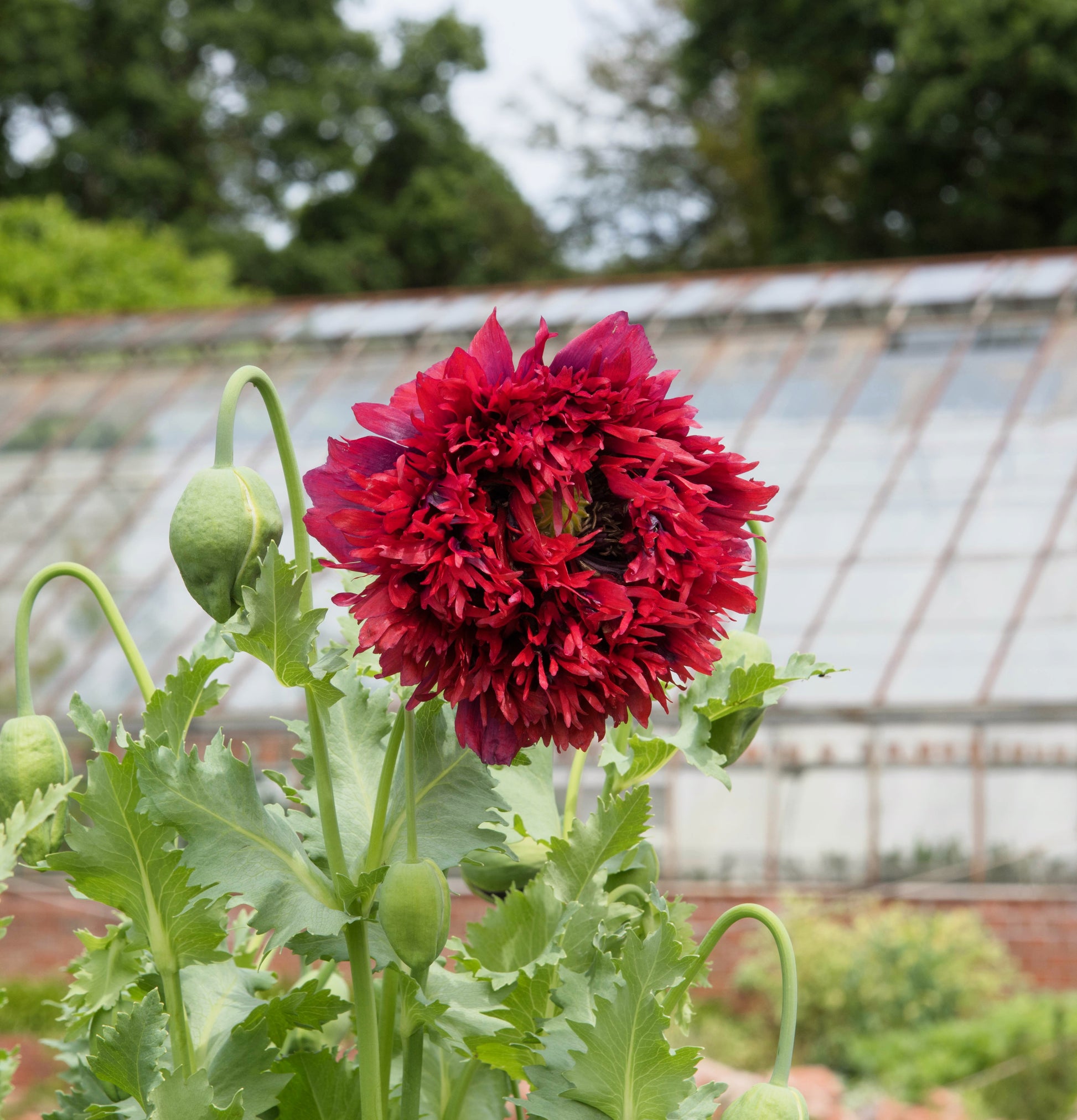 100 Red OASE PEONY POPPY Papaver Peoniflorum Double Flower Seeds –  Seedville USA
