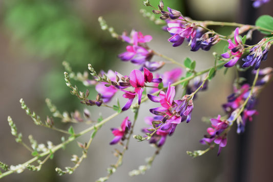 100 SLENDER BUSH CLOVER Lespedeza Virginica Bushclover Native Shrub Pink Purple Flower Legume Seeds