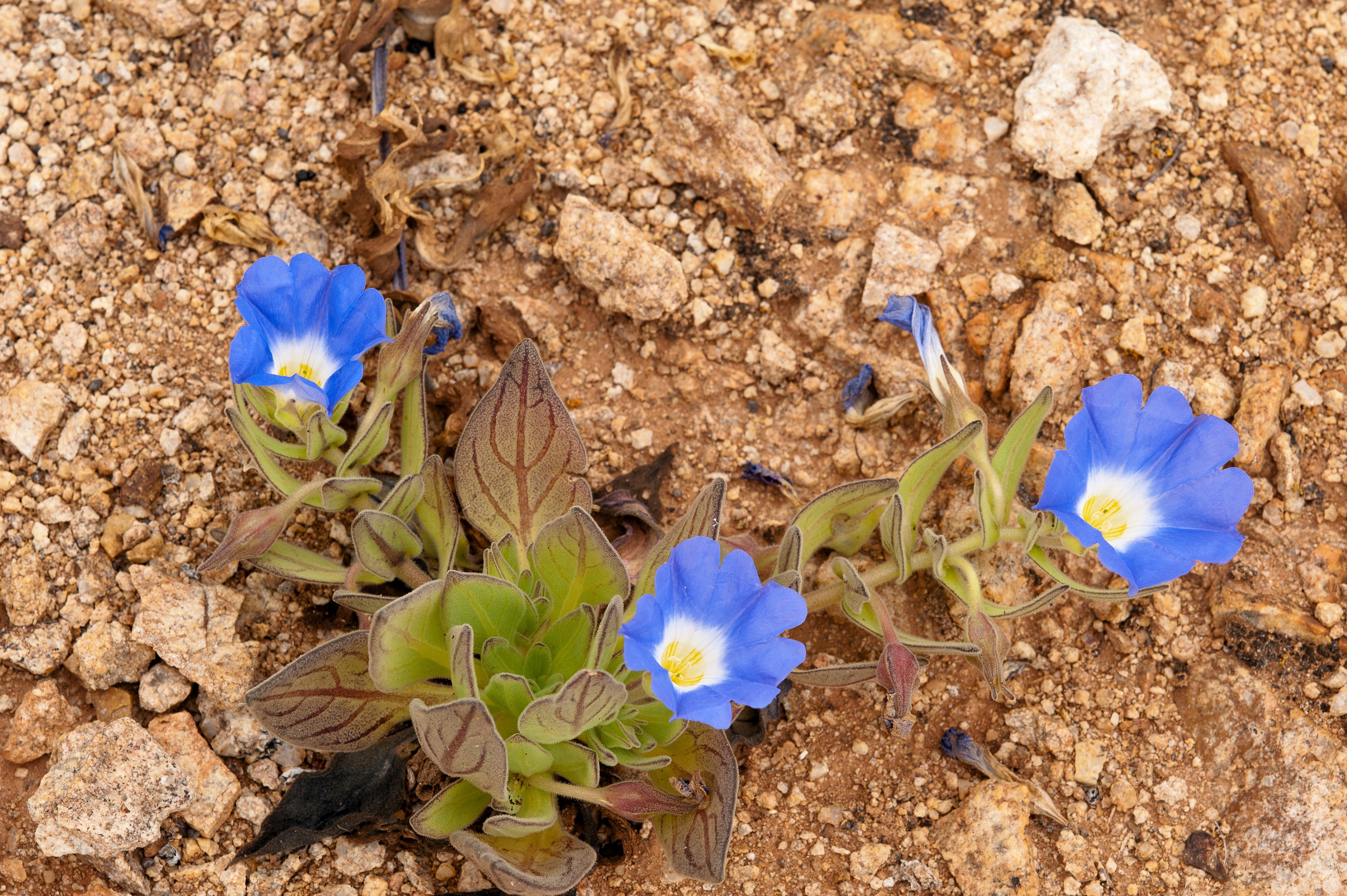 Seedville Chilean Bellflower - Thumbnail 3