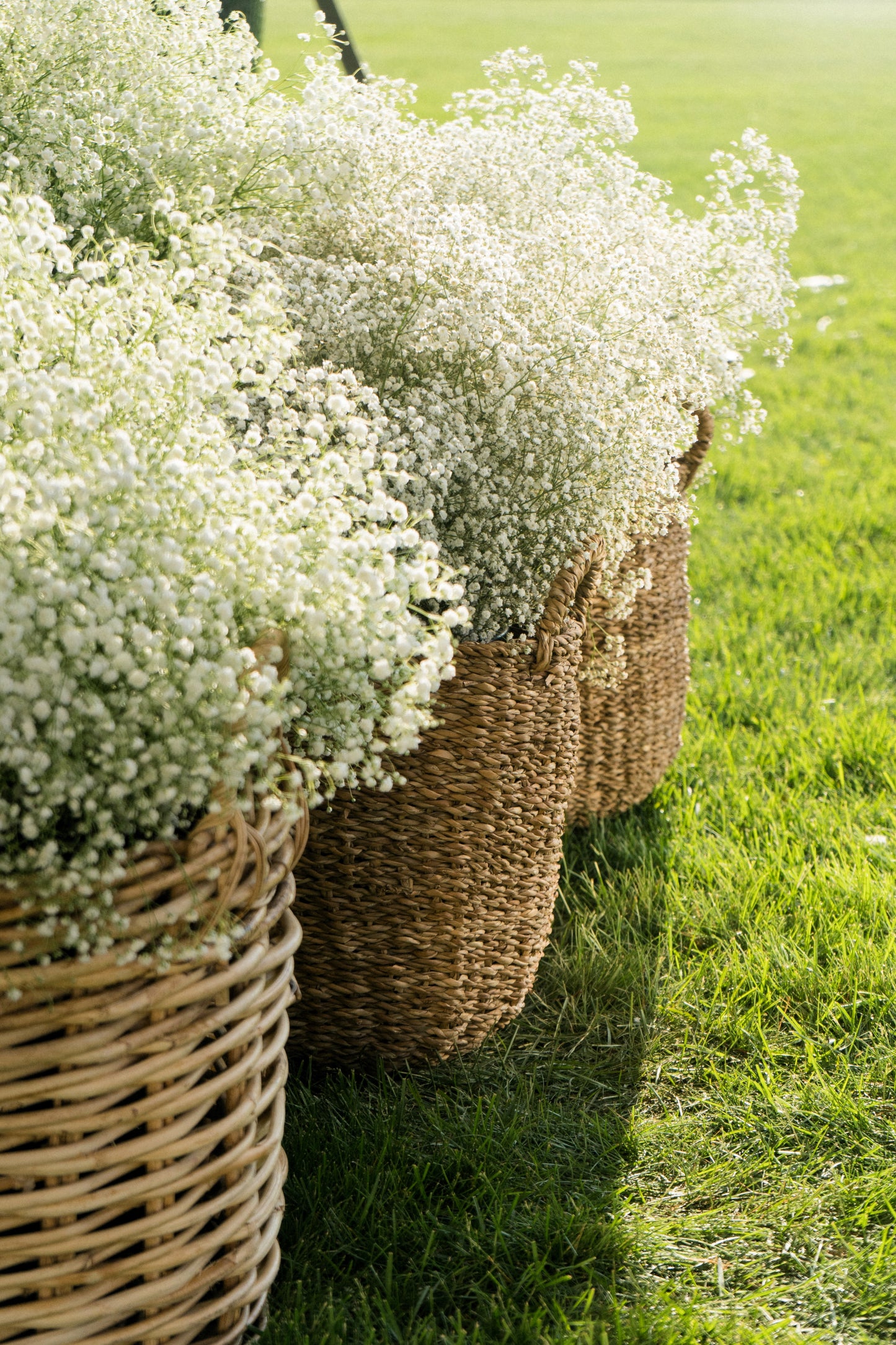 gypsophila covent garden seeds 1000 White BABY'S BREATH 'Covent Garden' Gypsophila Elegans Flower See – Seedville USA