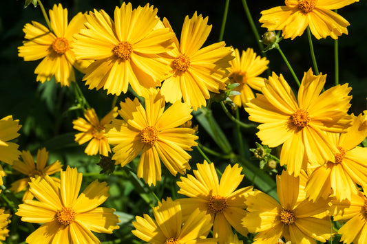 1000 YELLOW SAND COREOPSIS Lanceolata Lanceleaf Tickseed Flower Seeds