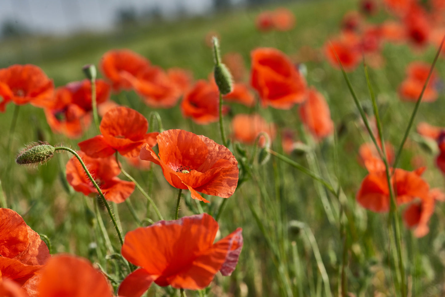 250 Red LONG POD POPPY Papaver Dubium Long Headed Blindeyes Flower Seeds