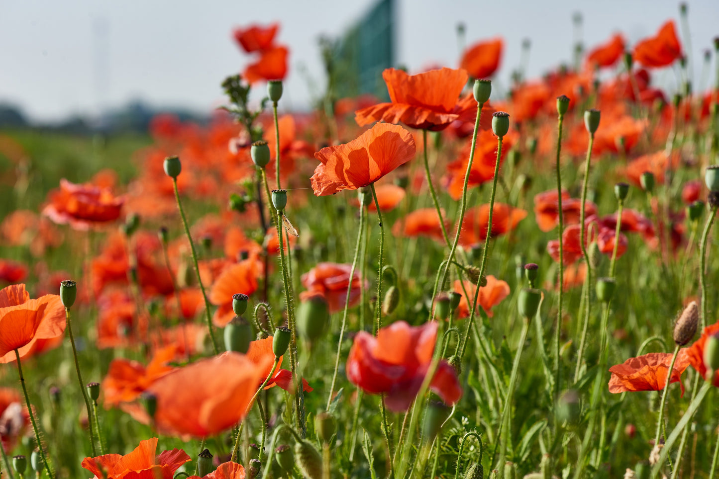 250 Red LONG POD POPPY Papaver Dubium Long Headed Blindeyes Flower Seeds