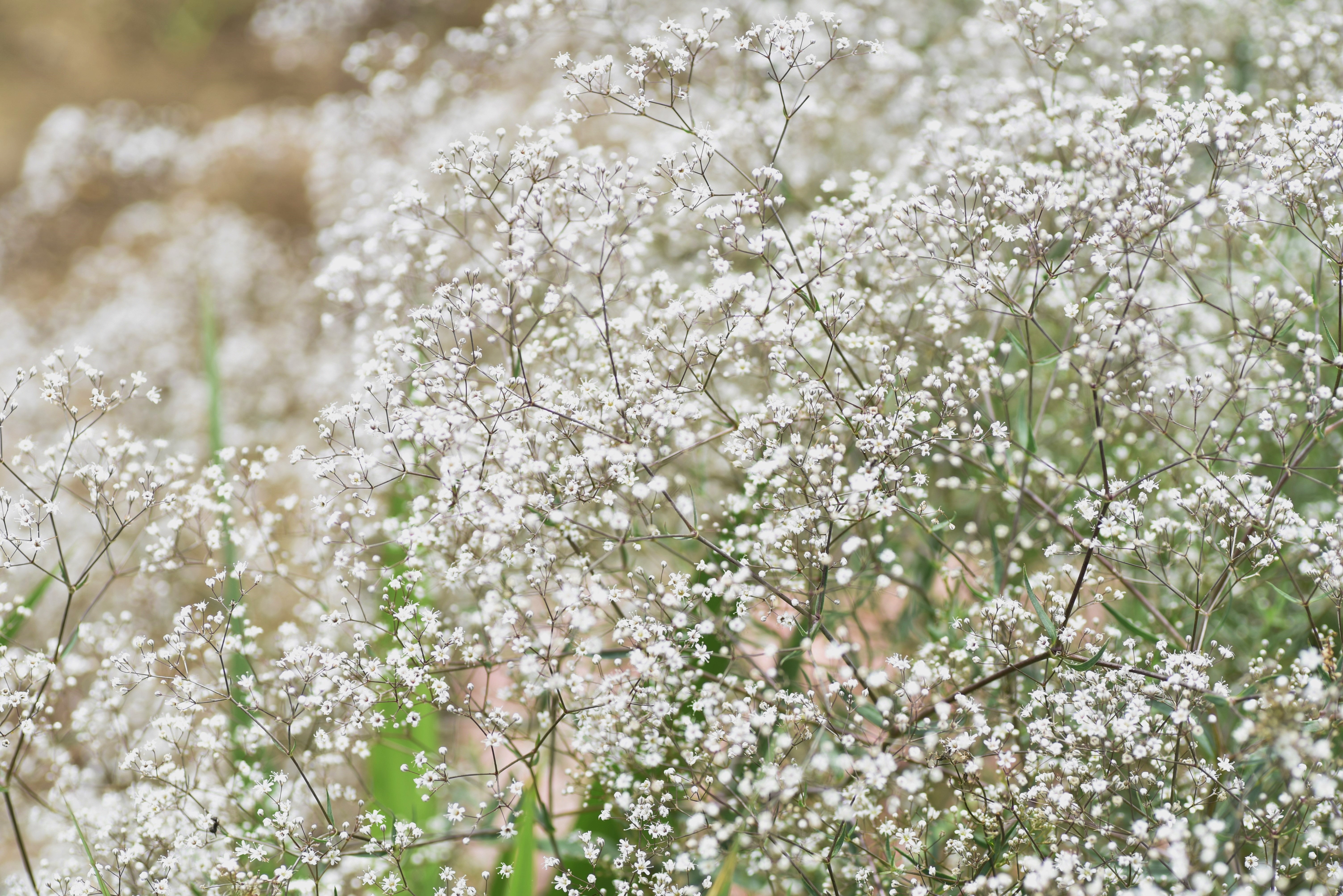 1000 White BABY'S BREATH 'Covent Garden' Gypsophila Elegans Flower