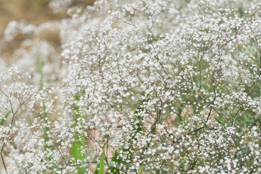 1000 White BABY'S BREATH 'Covent Garden' Gypsophila Elegans Flower Seeds