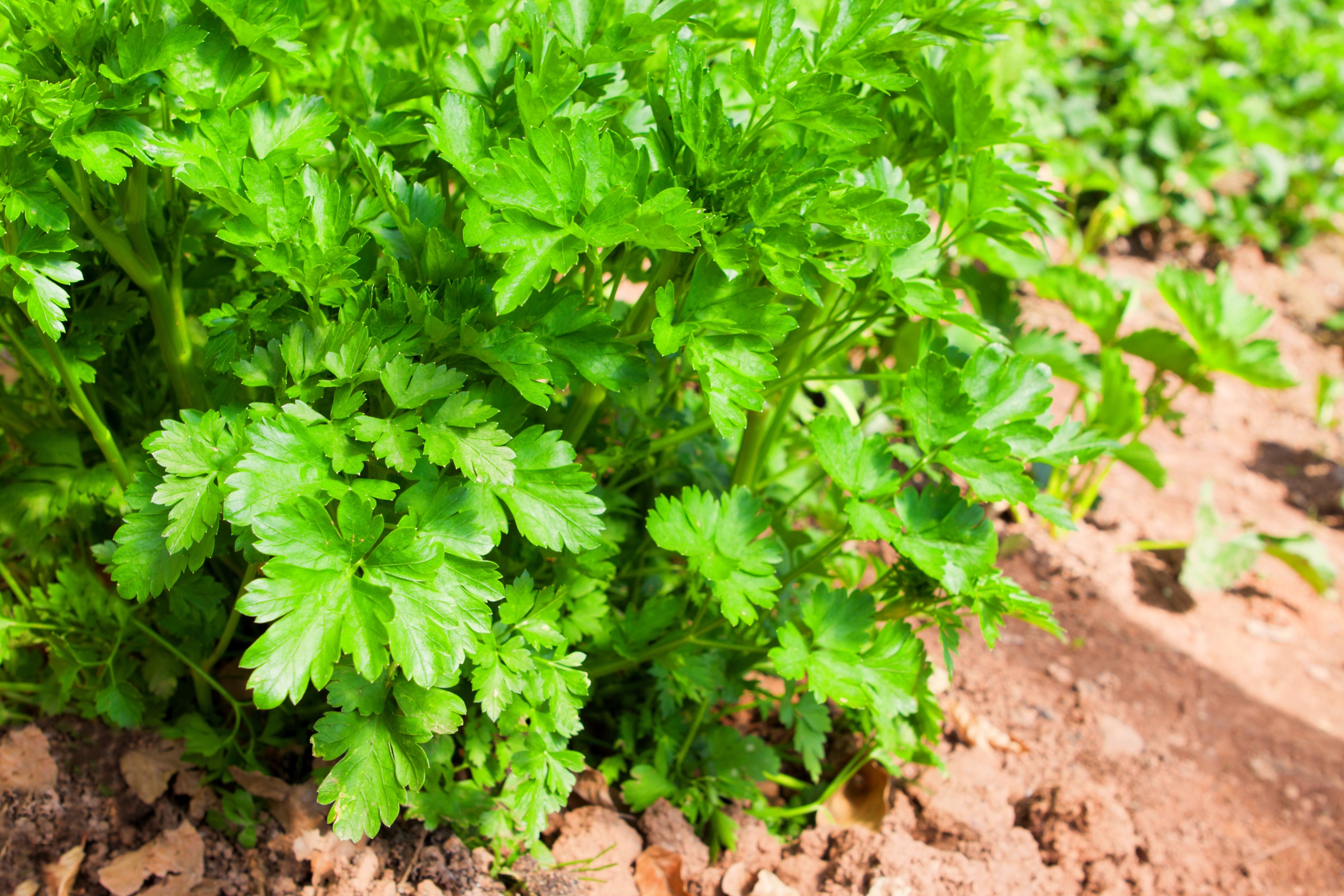 Giant Italian Flat Leaf Parsley